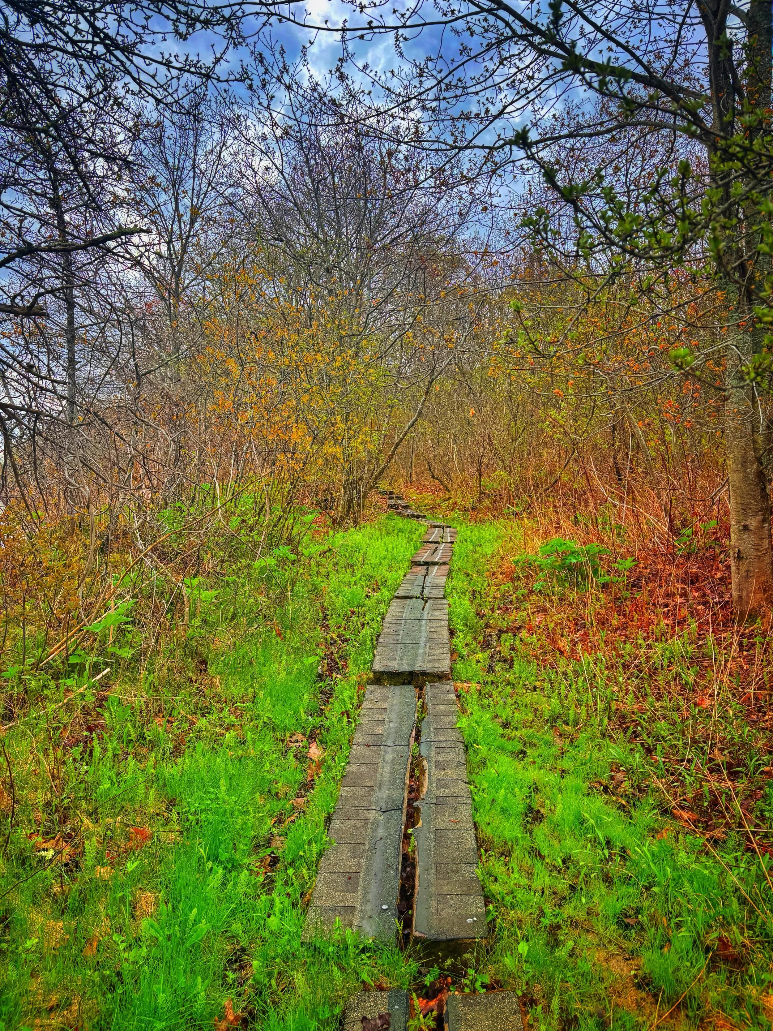As I travel all over North America, always accompanied by an extremely energetic border collie, I've become quite a connoisseur of random small nature reserves off the beaten path, and laying down beams on potentially muddy paths is normal, but today