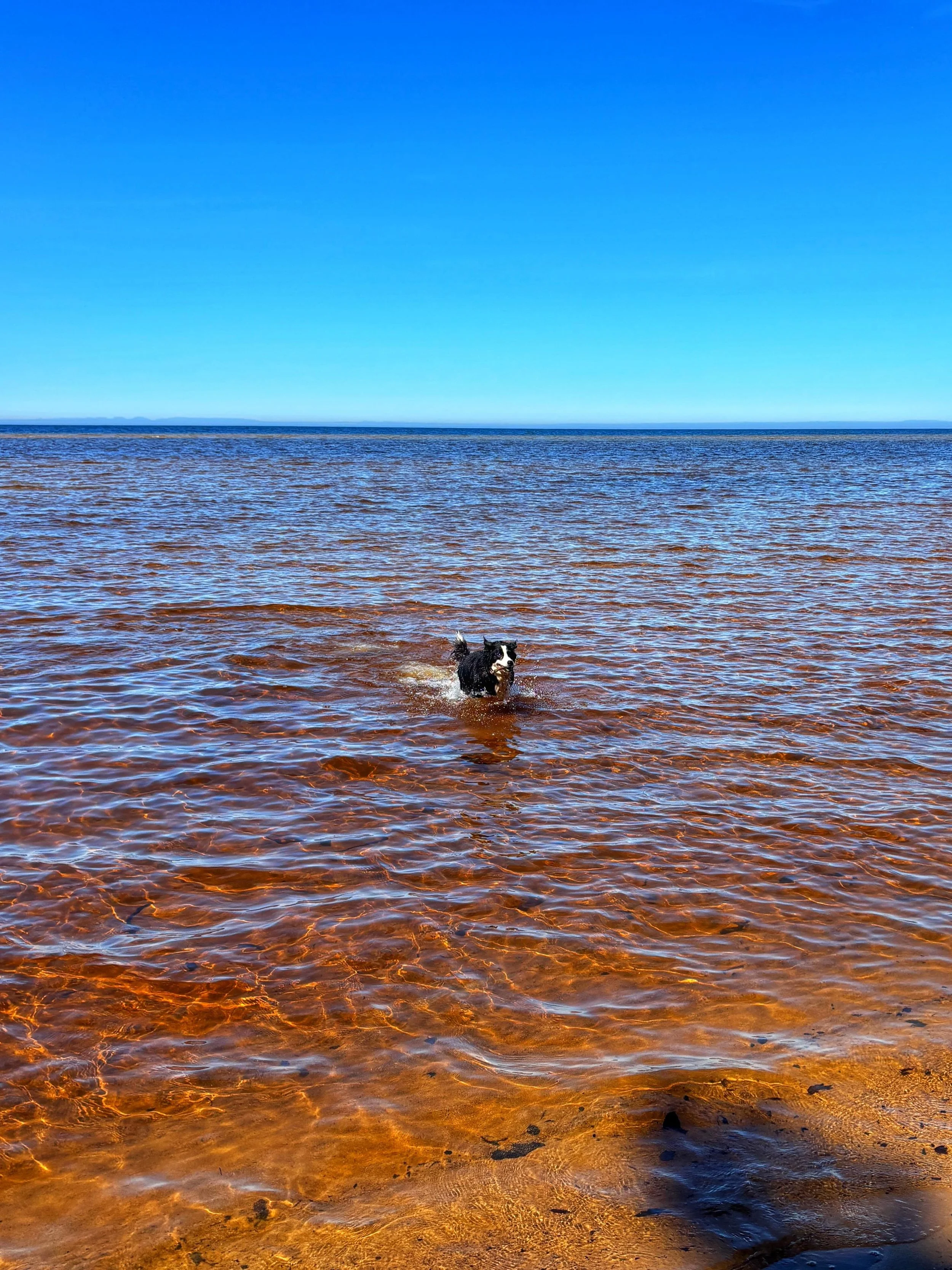 My dog is superior. Or at least, in Lake Superior.