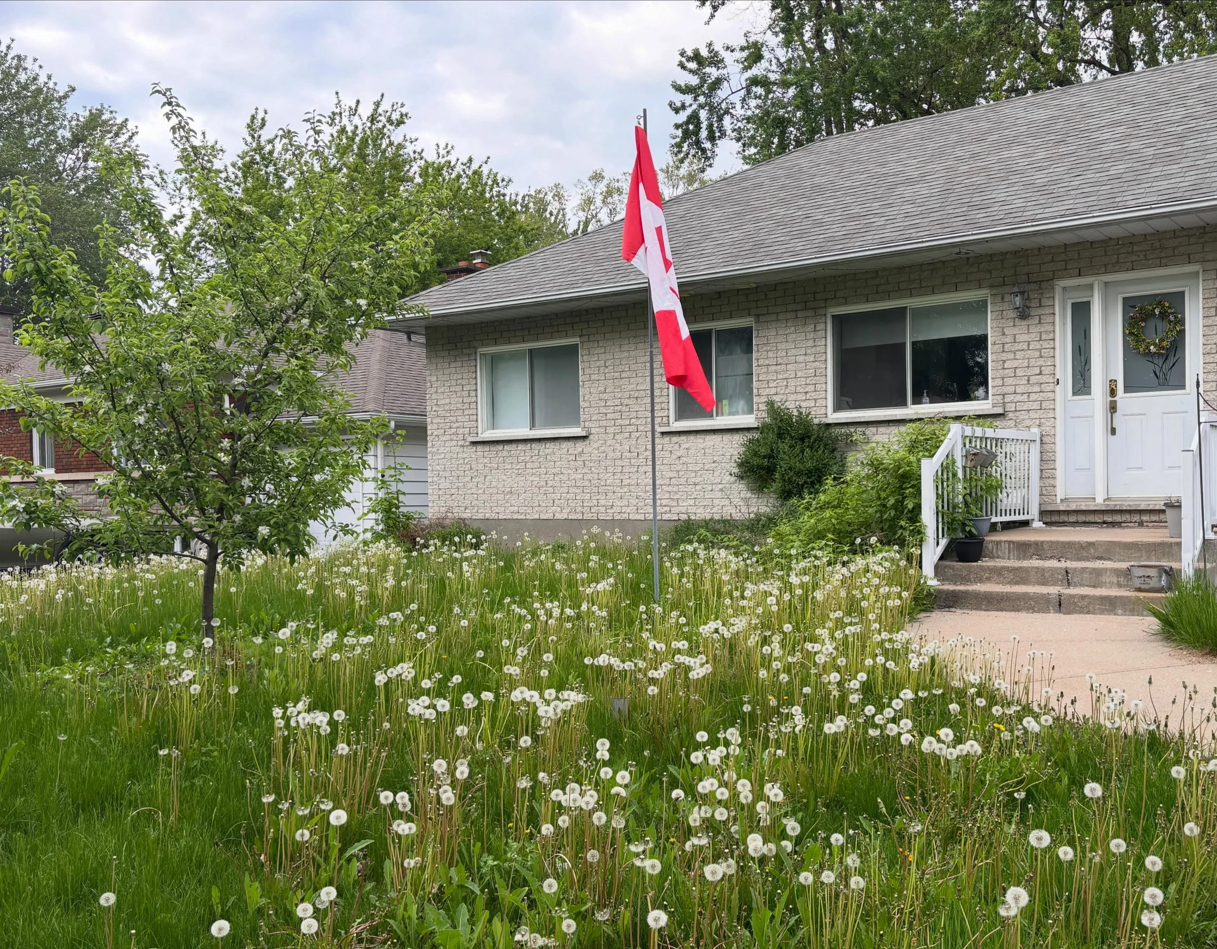 So when I left home two weeks ago, the lawn was basically still asleep. What a great time for dandelions. I am sorry you must all go soon. Enjoy the rest of no mow May...