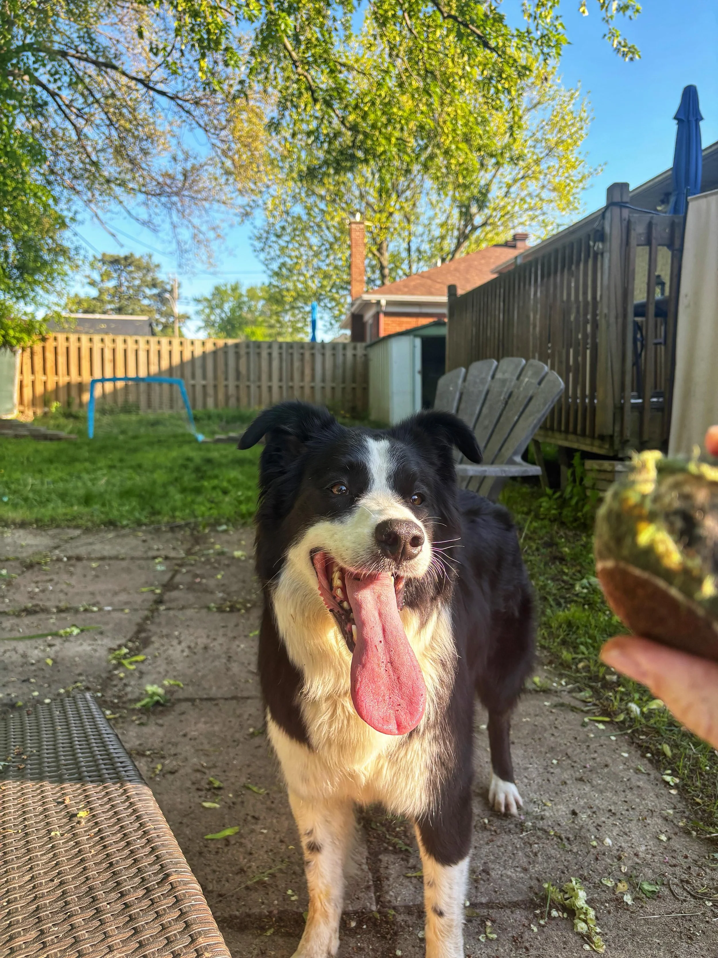 If you believe your *second* 10 km walk of the day is but a warm-up for playing fetch, you might be my border collie.