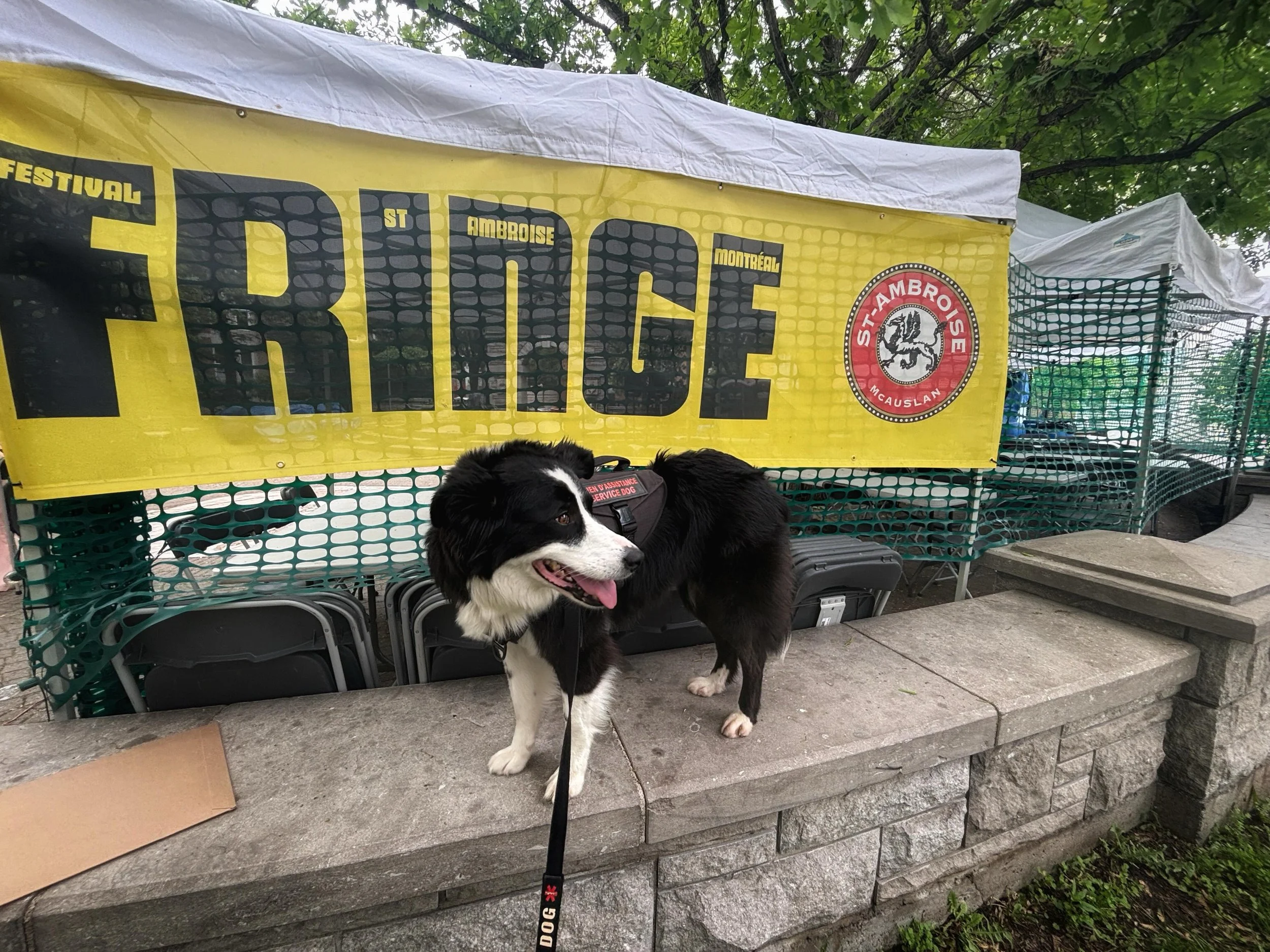 La vedette est pr&ecirc;te. @fringemtl
