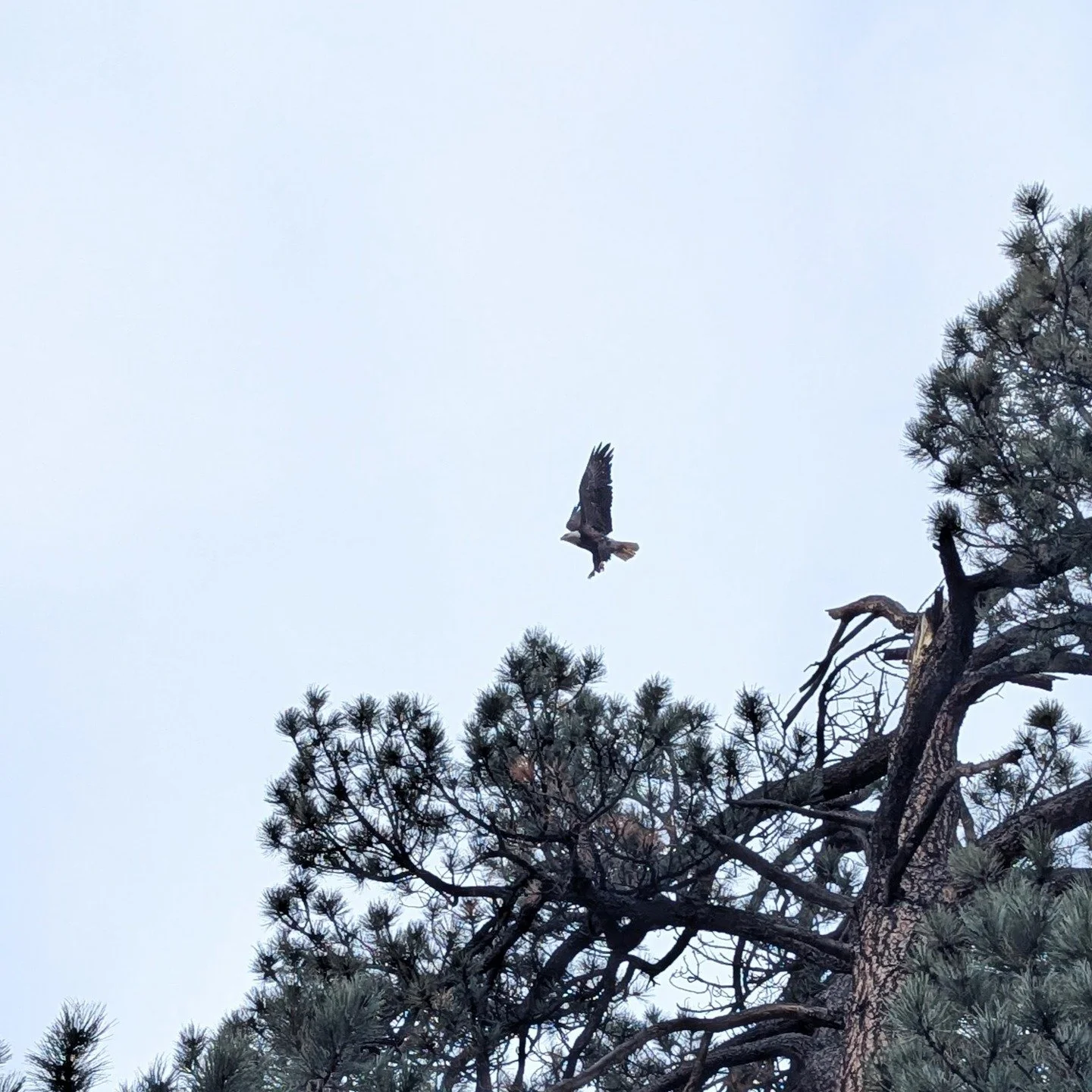 2 bald eagles + 2 rainbows = 2x blessing. We checked out an area people have recommended since we got here - and now we know why.

Just passing the time until ski season&hellip; 😄❄️⛷️