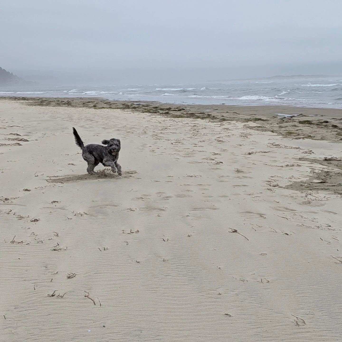 We took Lucy to run on the beach. She ran and ran and ran. She was playing in the water and found something. She dropped it. We saw it flop around. OUR DOG CAUGHT A FISH!