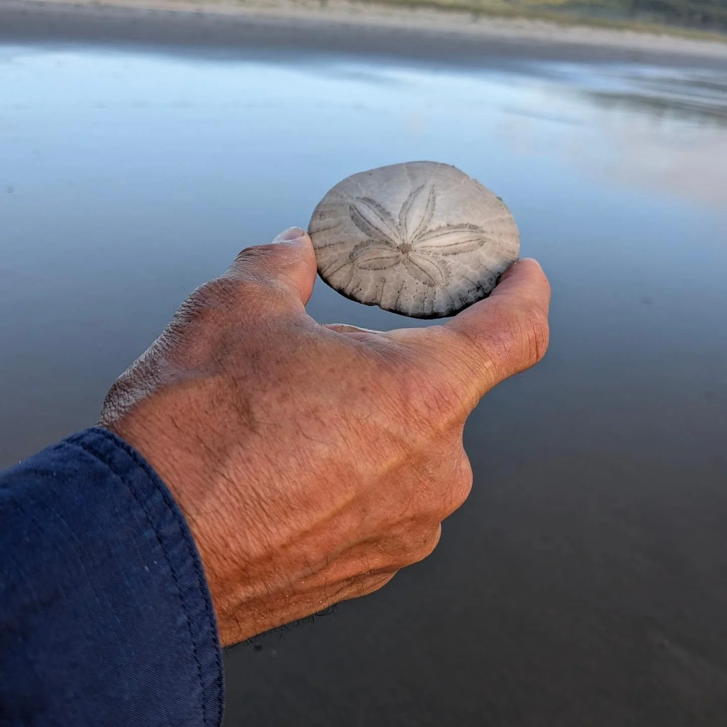 July so far. A little bit of a muddy hike 🐌, a lot of beach walks 🌊, a bit of crabbing 🦀, a bit of butter-dipped ice cream. 😋 A lot of 🩵 for the Oregon Coast.
