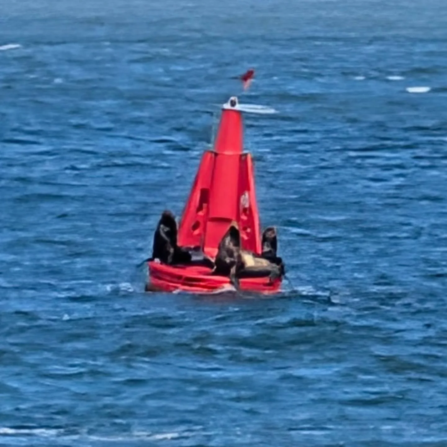 Day 2 - Westport, Washington 🦭

We watched seals heckle boaters and surfers. We got a unique view of a light from an old lighthouse, then went to the top of another lighthouse. We stopped at the Kurt Cobain Memorial Park. Phil knew him. Then we pick