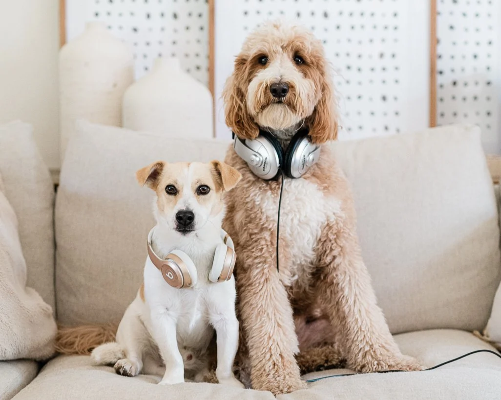 Two dogs sitting on a beige couch, both wearing headphones. The smaller dog has a white and tan coat and a neutral expression, while the larger, curly-haired dog has a tan coat and is wearing large over-ear headphones and has a serious expression.