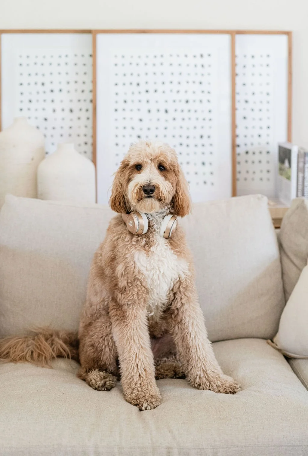 A fluffy, apricot-colored dog with a curly coat sitting on a beige sofa, wearing gold over-ear headphones, with a neutral background of a room's wall and books.