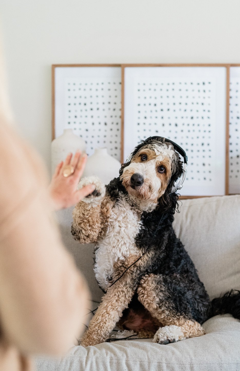 A dog sitting on a couch wearing headphones and giving a high five to a person, with a white decorative screen and vases in the background.
