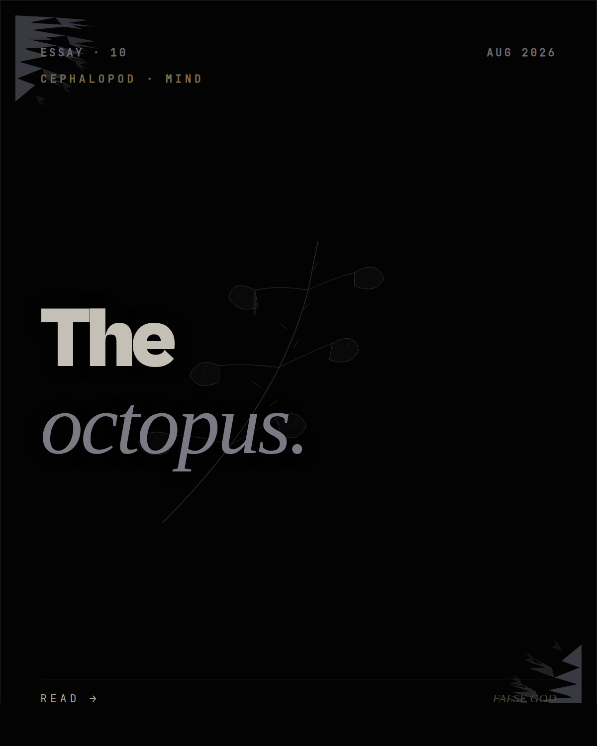 The octopus knows something we do not