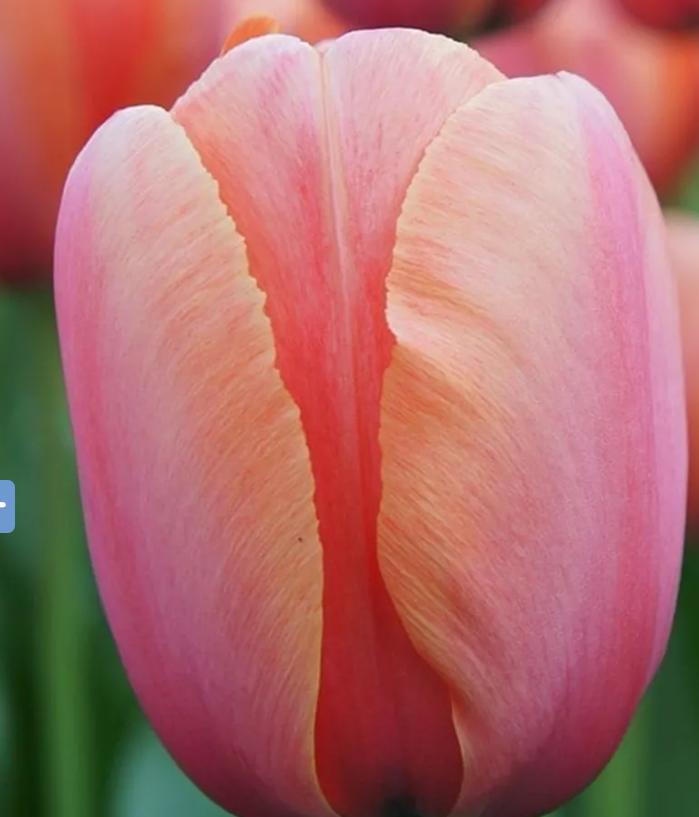 Mother's Day Tulip Bunch Coming in 2027