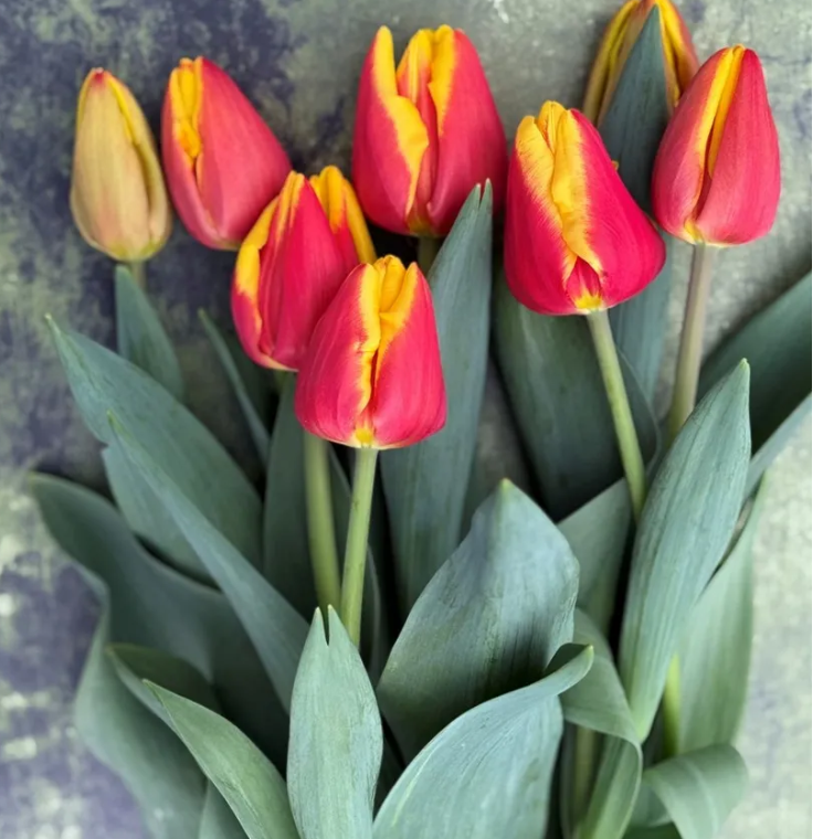 Graduation Cyclone Tulips Coming in 2027