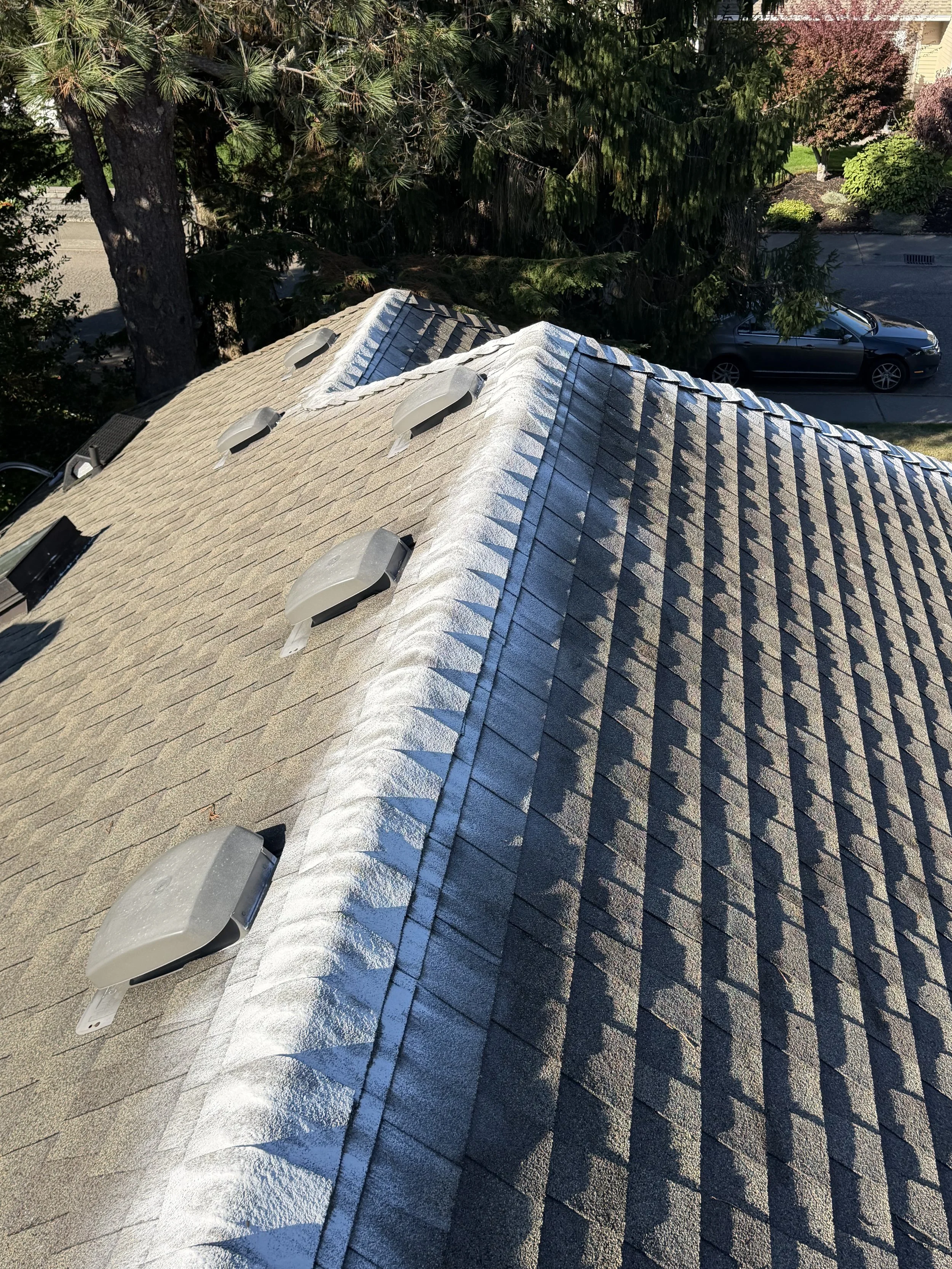 Roof Cleaning Moss Powder- Renton