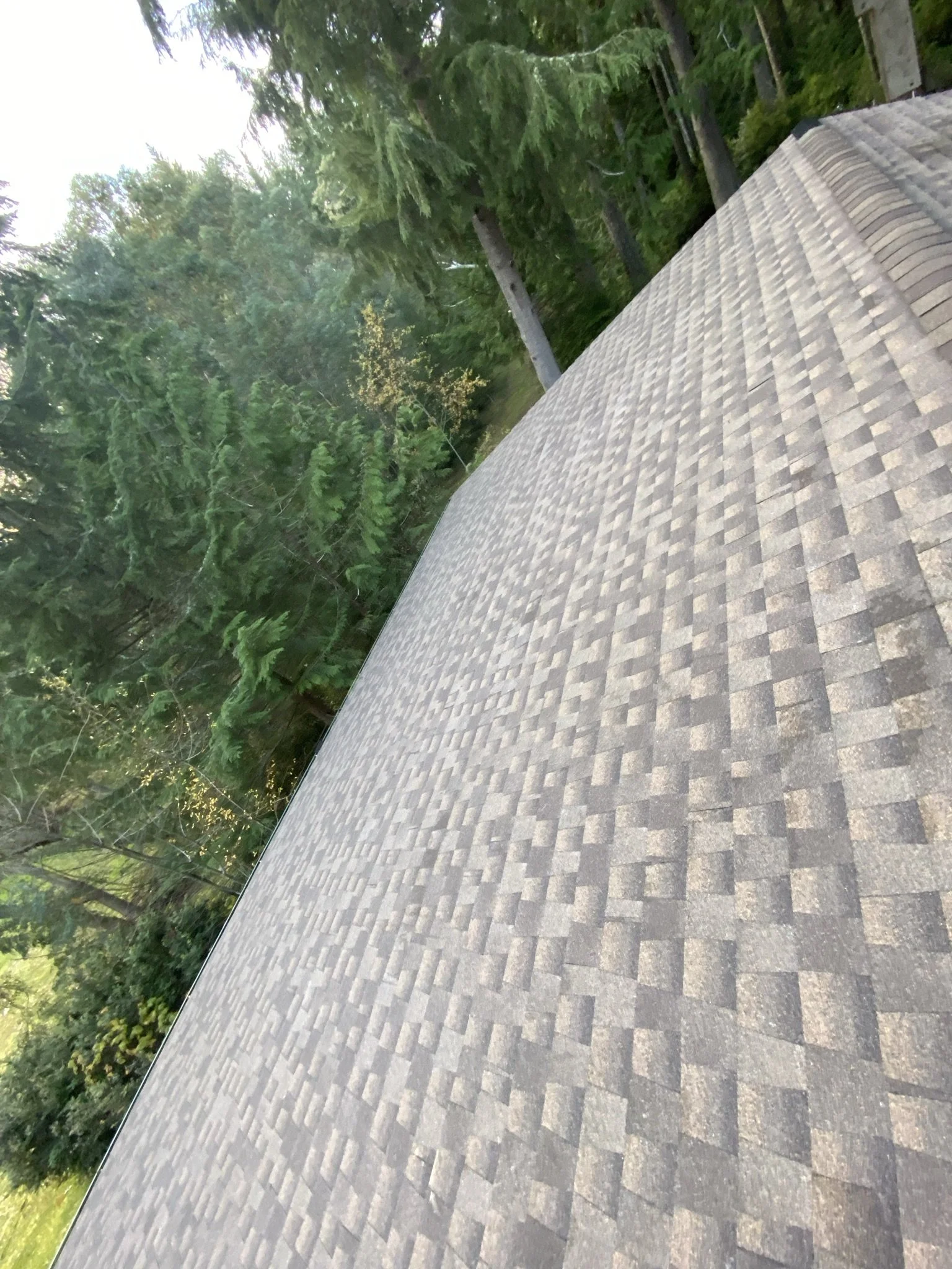 An outdoor scene with a paved area and a background of green trees and foliage.