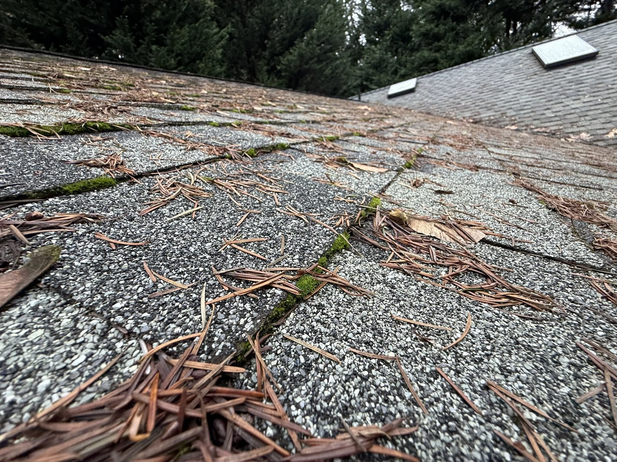 Close-up of a shingled roof with scattered pine needles, moss, and debris, with neighboring roof sections and a forested area in the background.