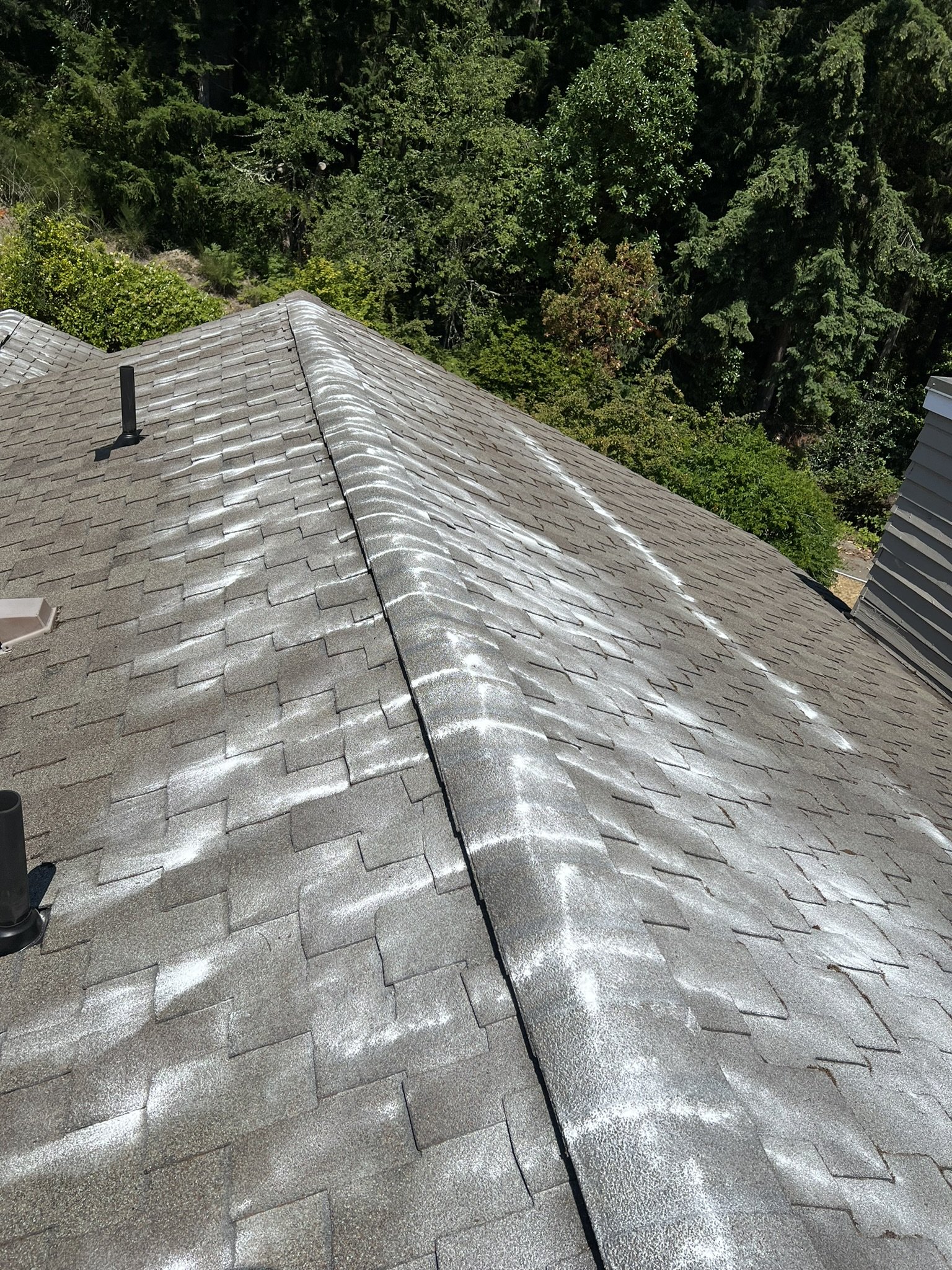 A rooftop with asphalt shingles showing white streaks and spots, surrounded by green trees.