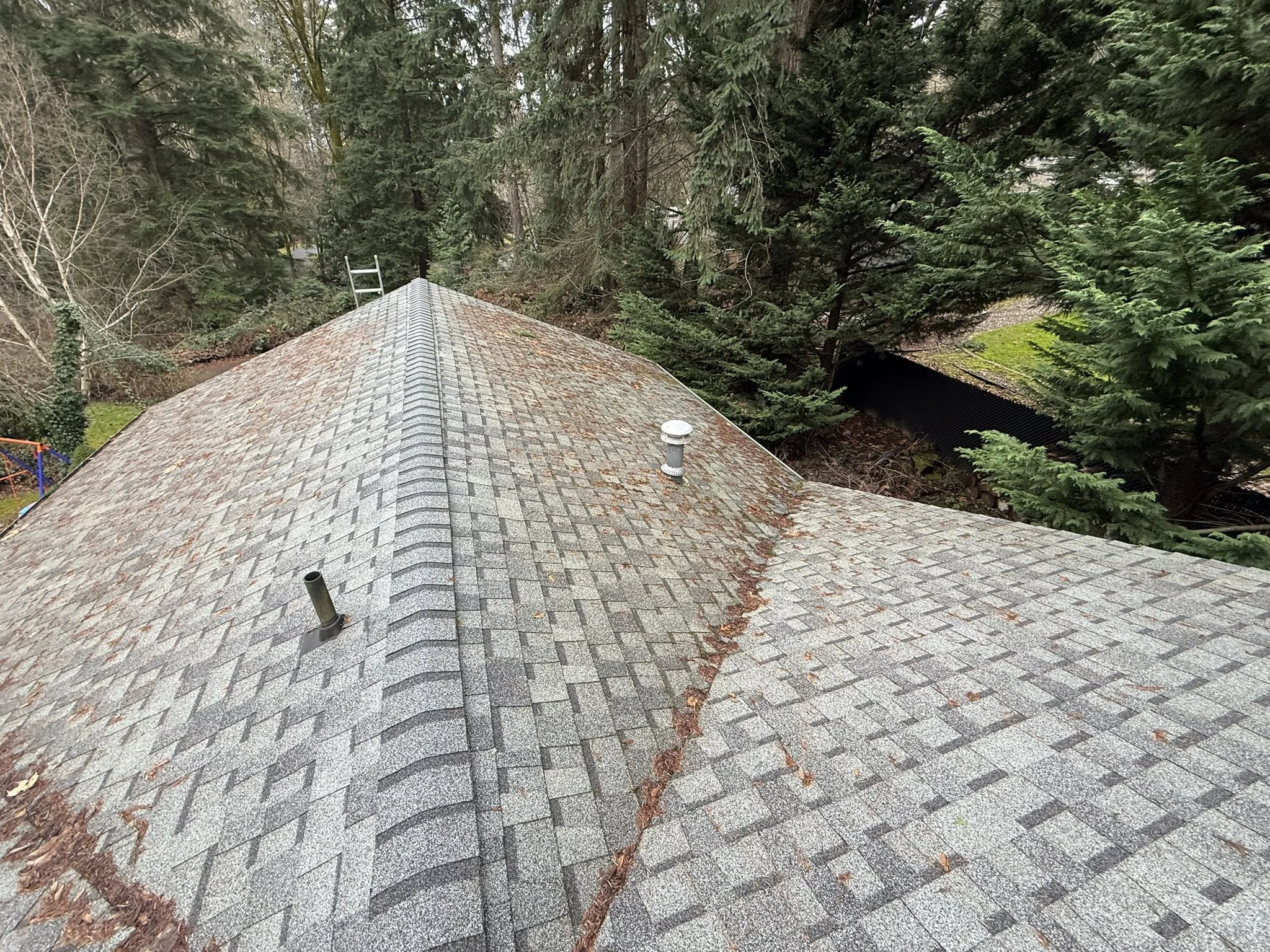 A view of a house roof with gray shingles, surrounded by tall evergreen trees and overcast sky.