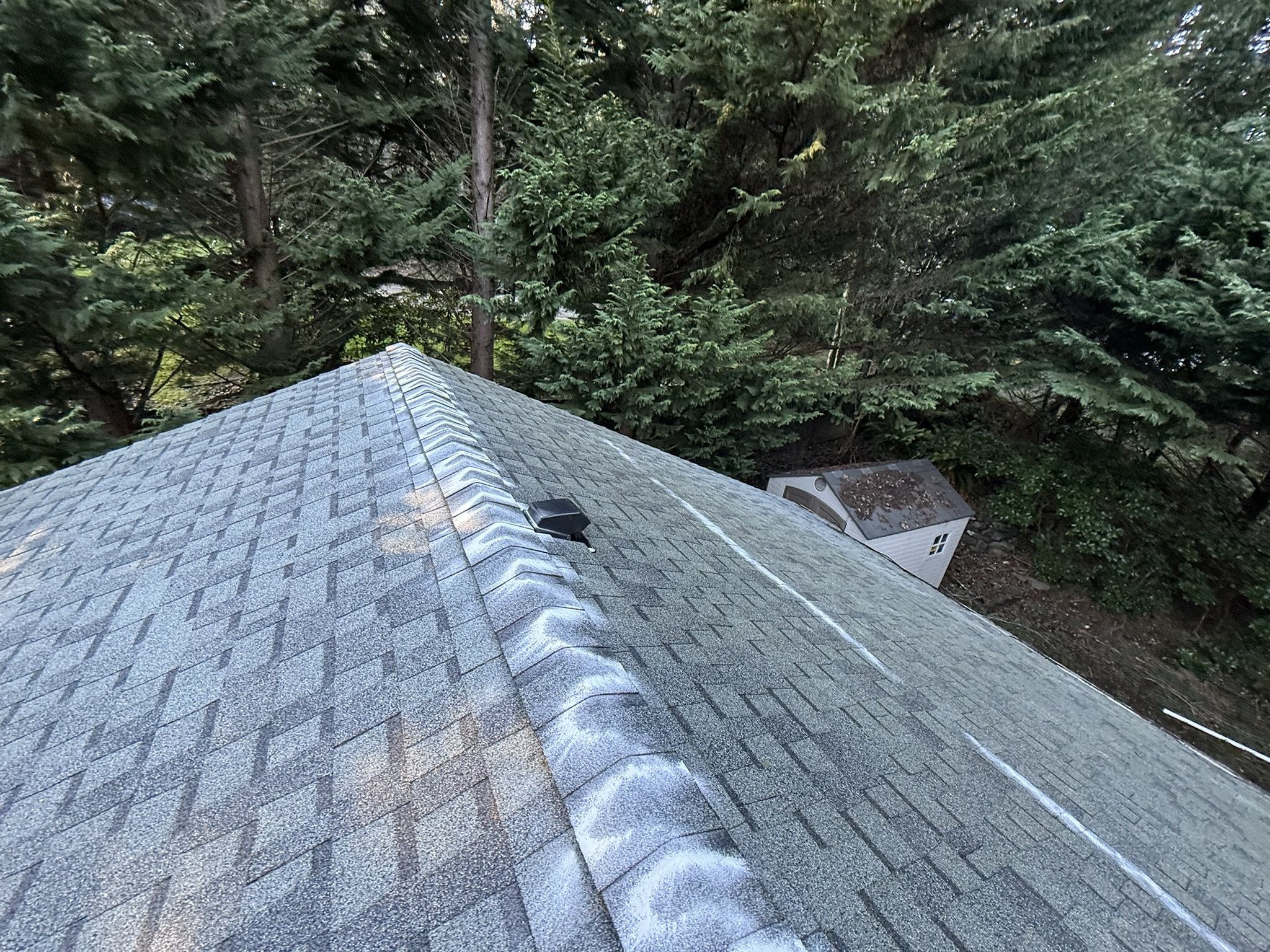 View of a sloped roof with asphalt shingles and a nearby shed, surrounded by tall evergreen trees.