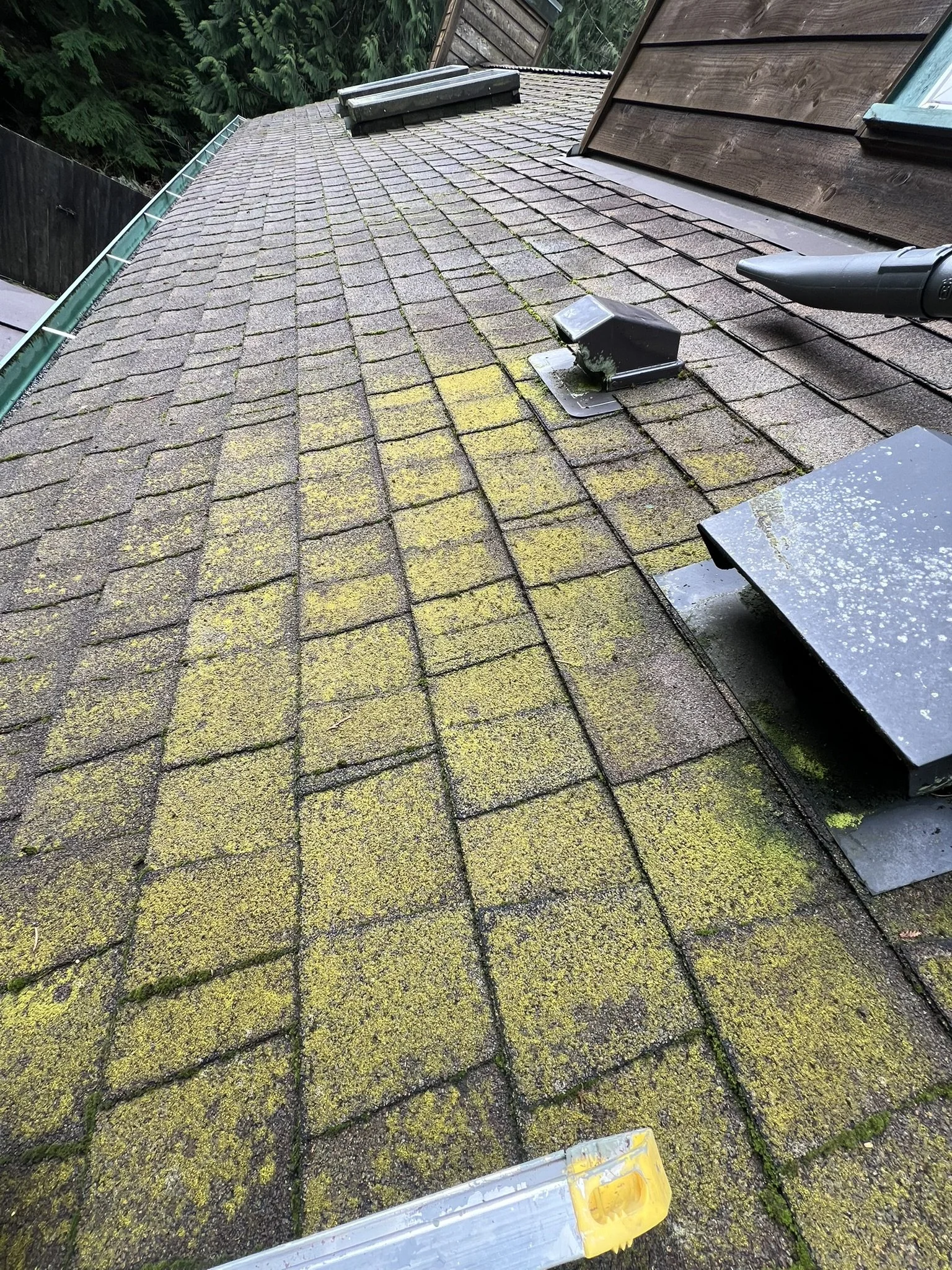 Roof Alge Removal Bainbridge Island  