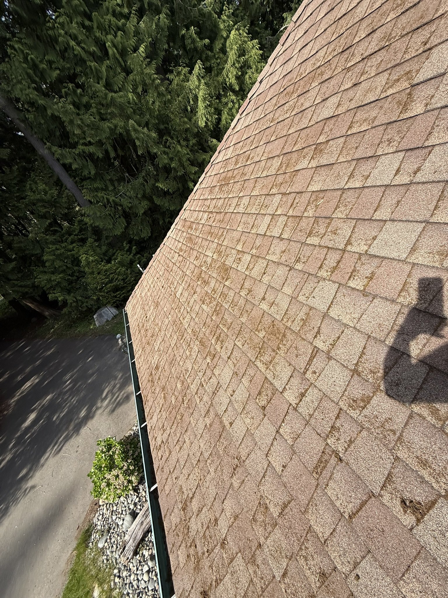 The image shows a close-up of a sloped roof covered with pinkish-brown asphalt shingles, with green trees in the background and a shadow of a person taking the photo.