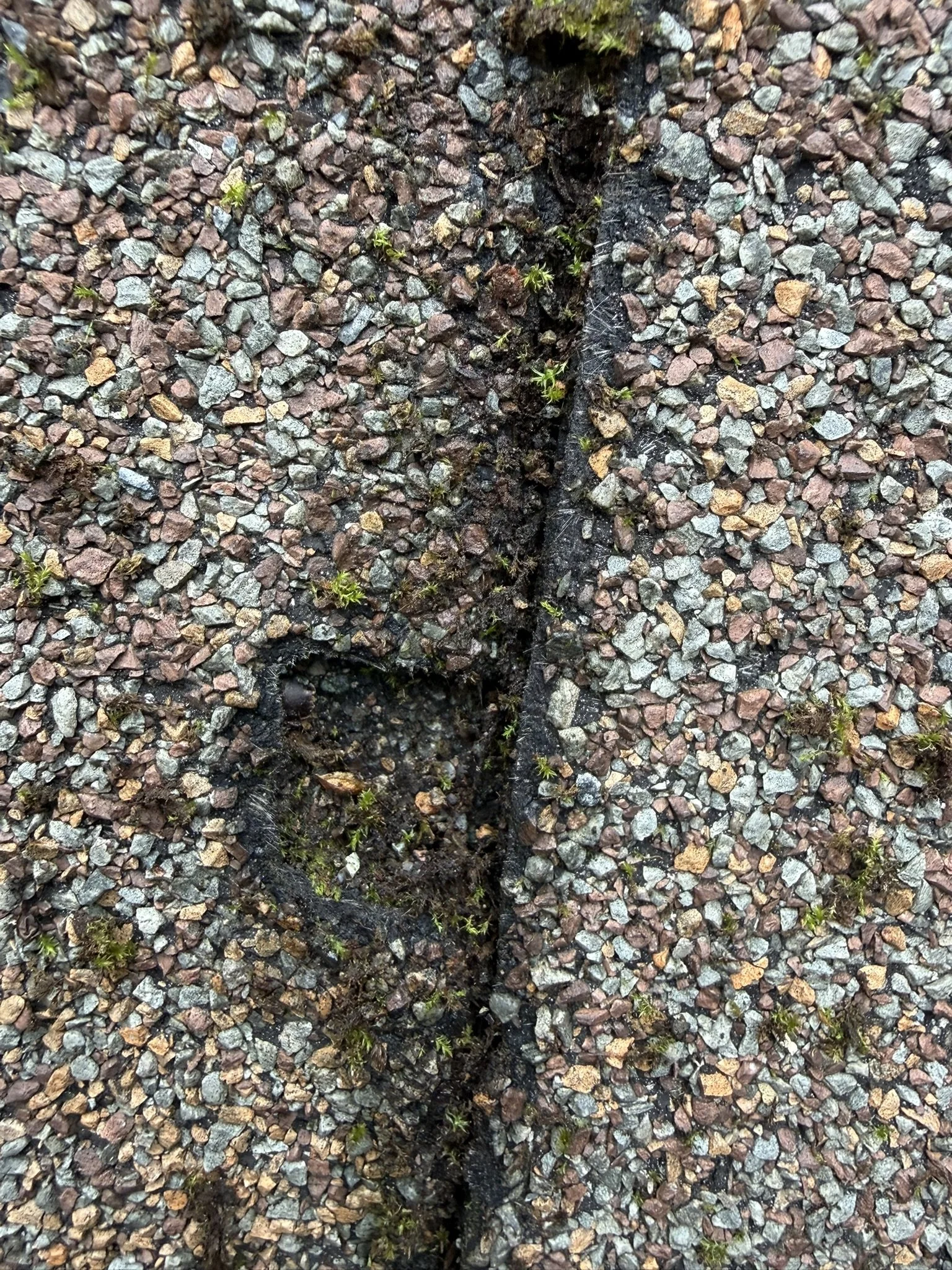 Damage from Moss 