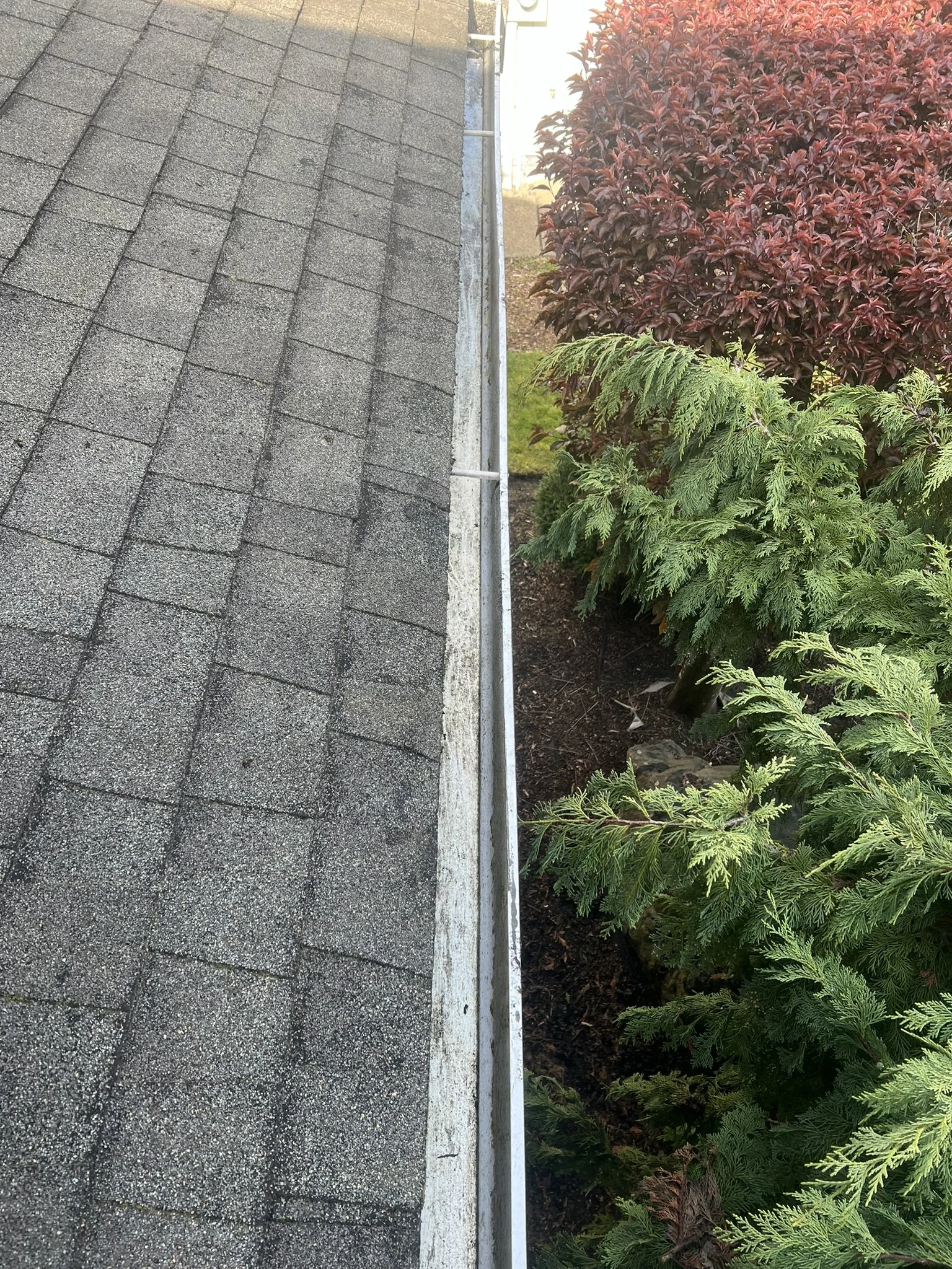 Close-up of a roof with asphalt shingles and a garden bed with various green and red shrubs.