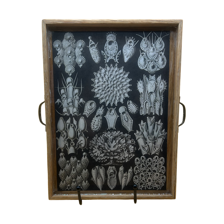 Bryozoa.png