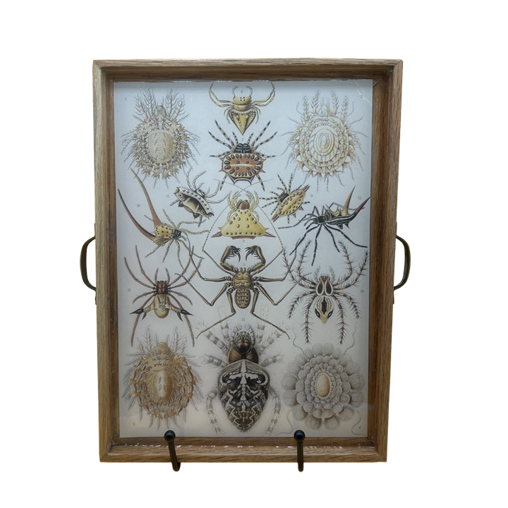 Arachnida.png