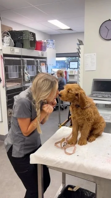 Be a Veterinarian