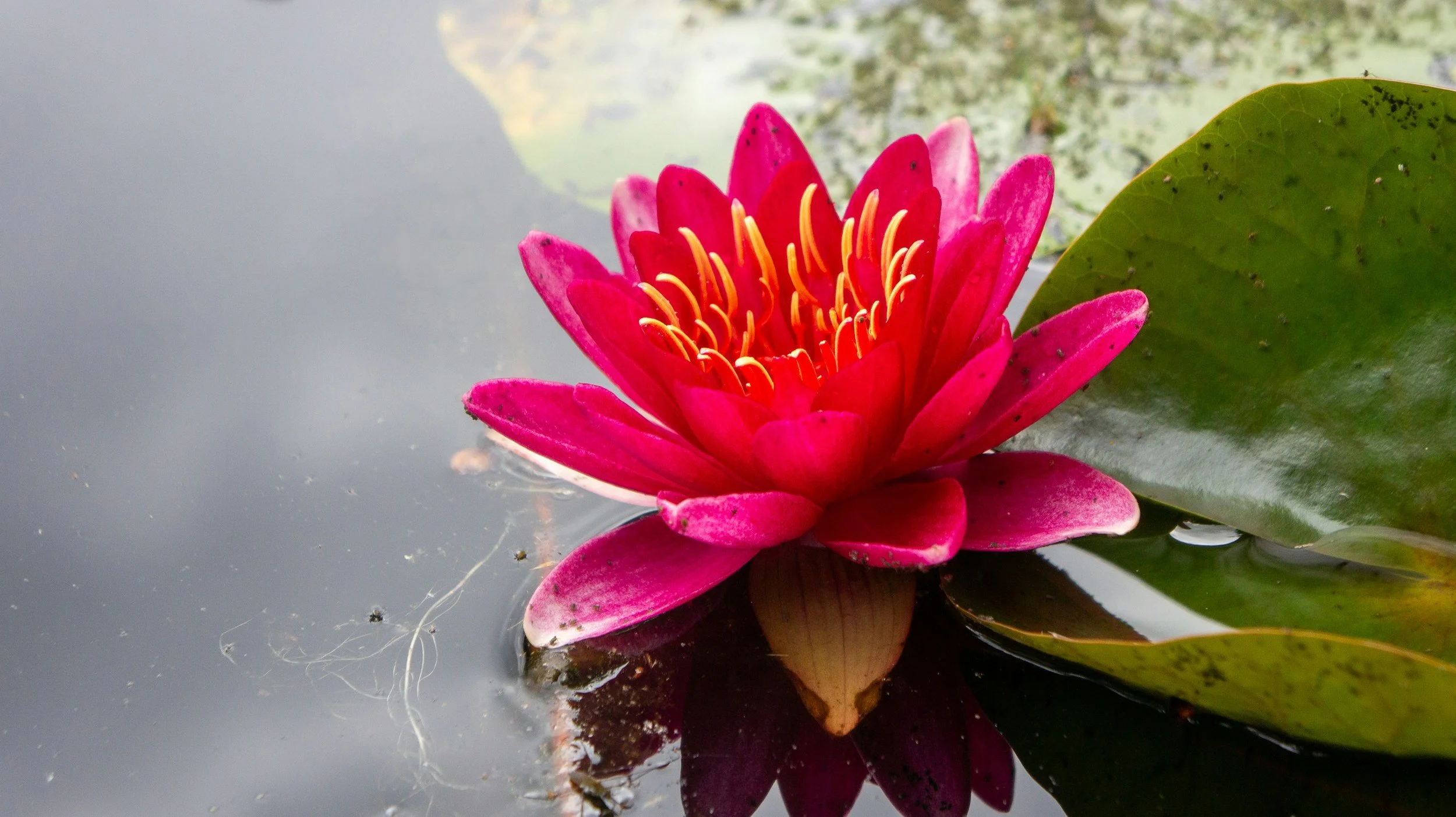 A bright pink water lily flower with yellow stamens floating on a calm pond, with a green lily pad nearby.
