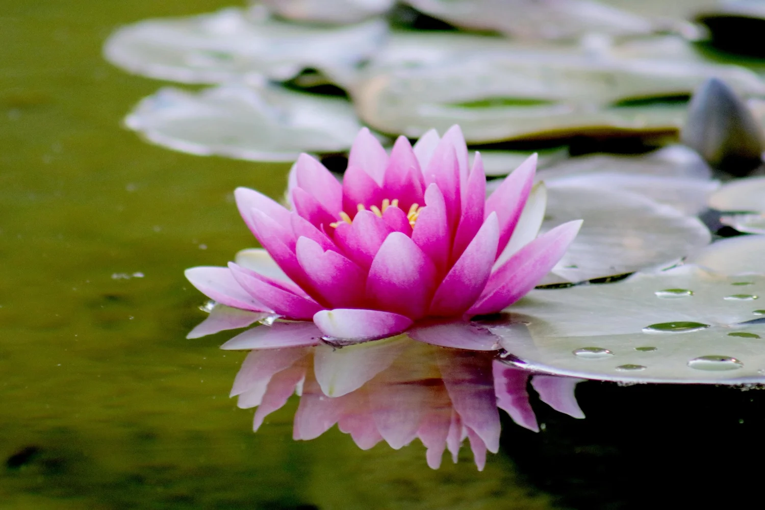 Zenitude Now