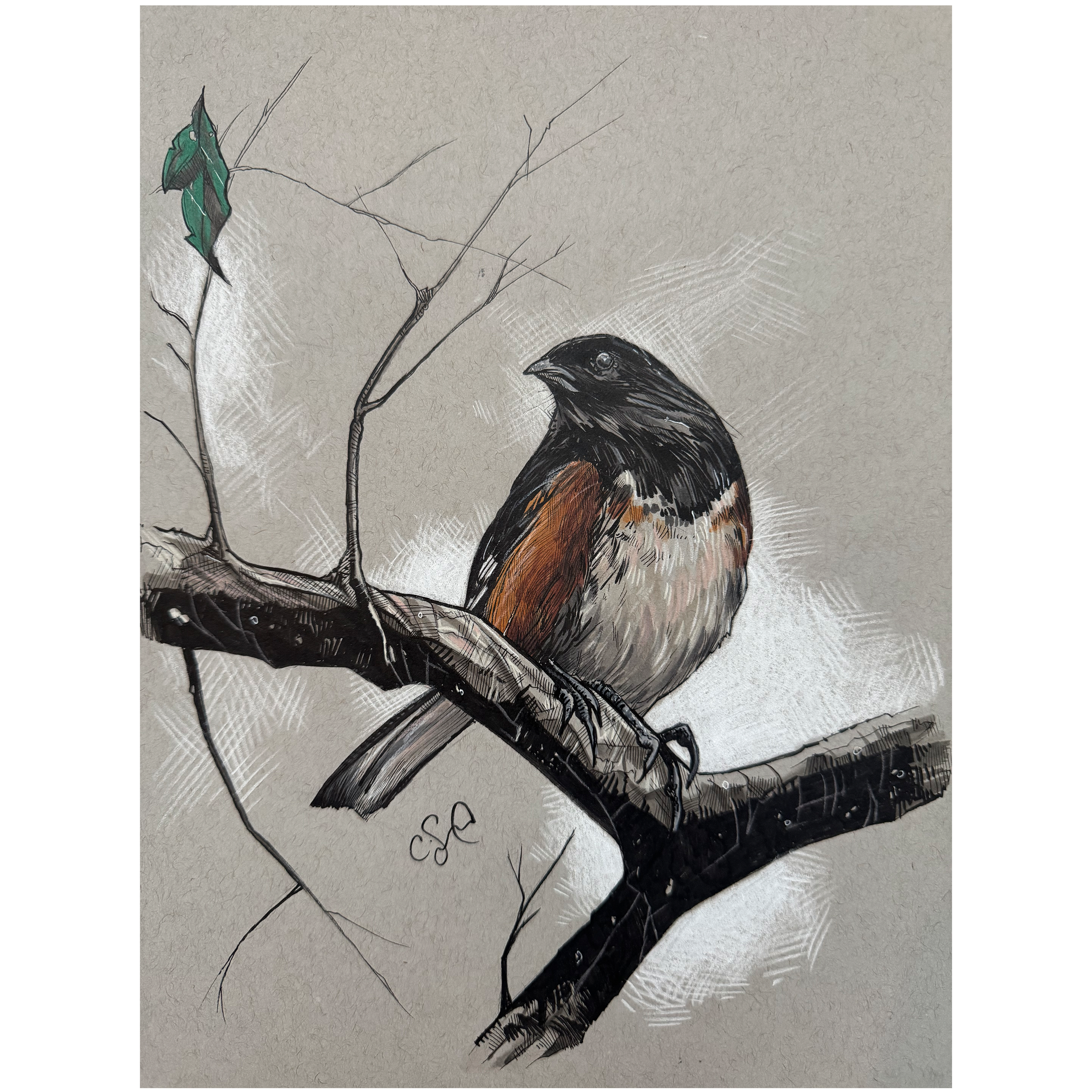 EasternTowheeSqCarsonSamson.png