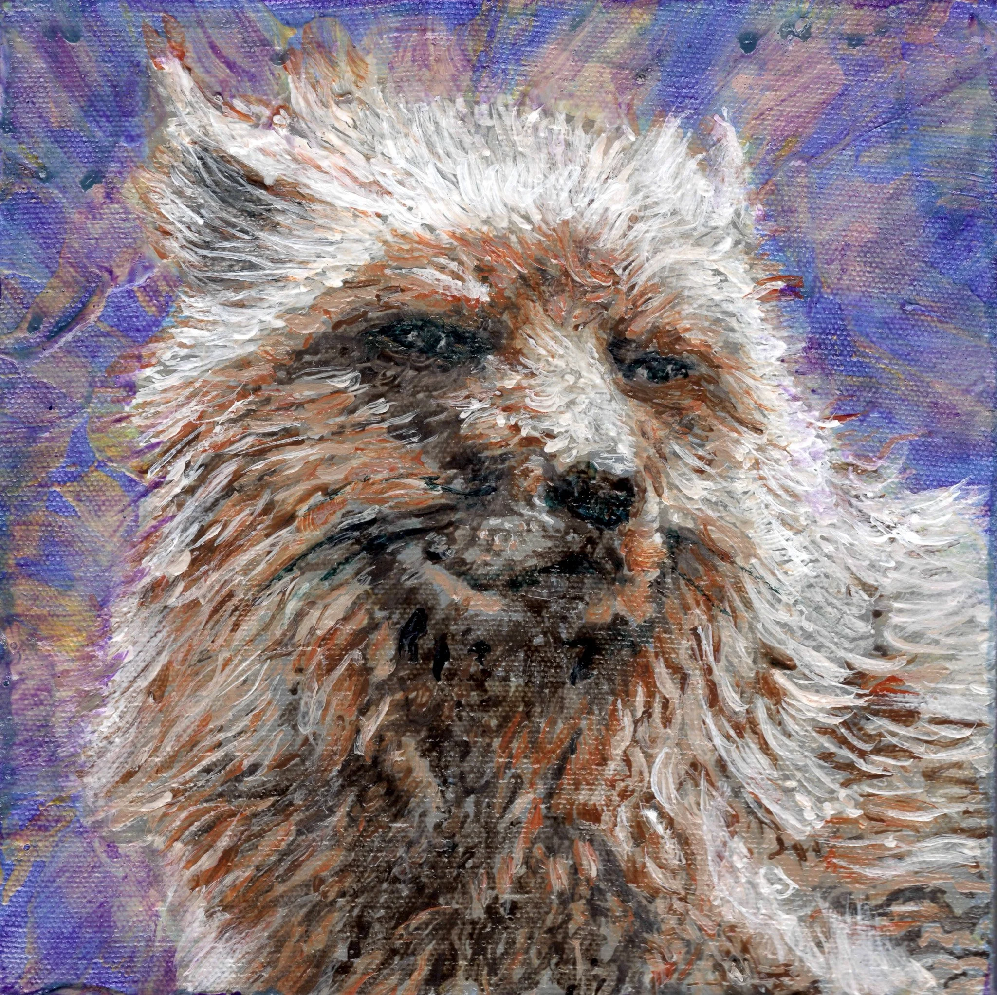 Red fox feeling optimistic.jpg