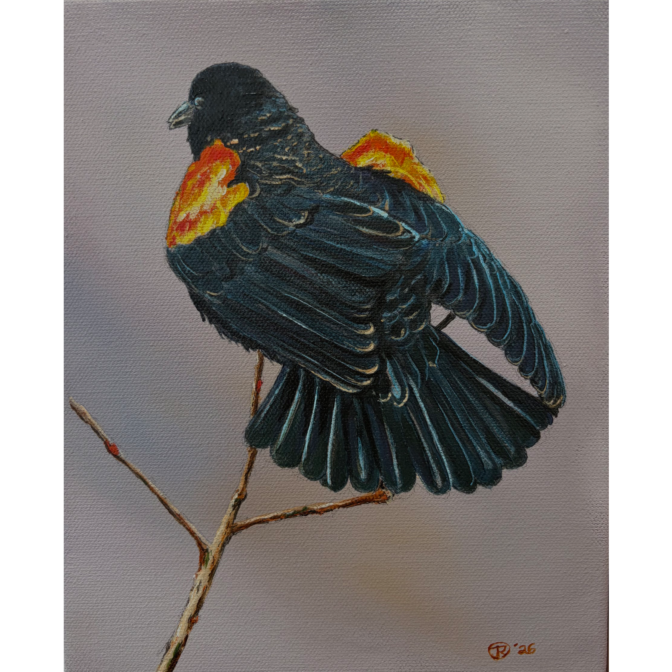 Red Winged Black Bird, Jace Richarde