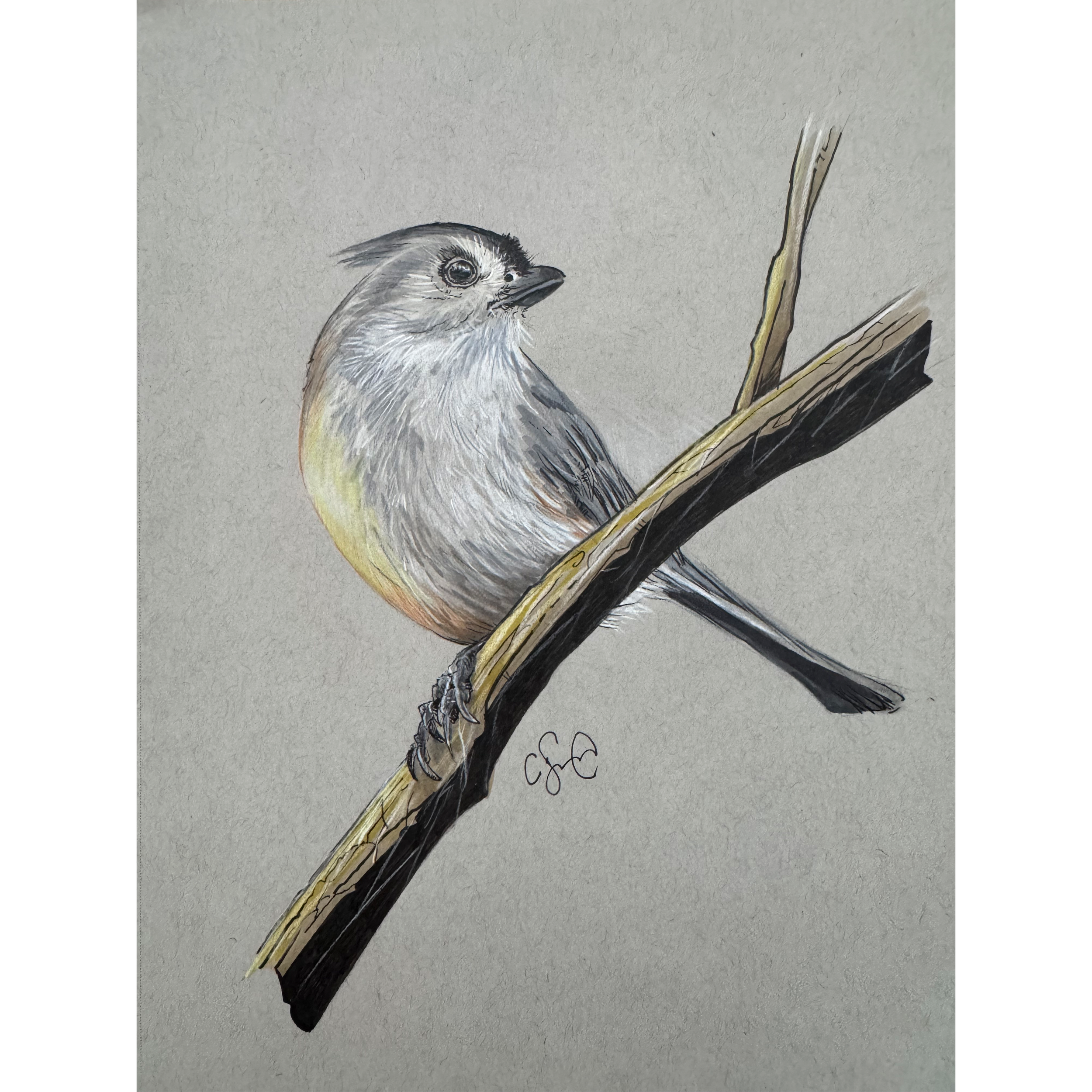Tufted Titmouse, Carson Samson
