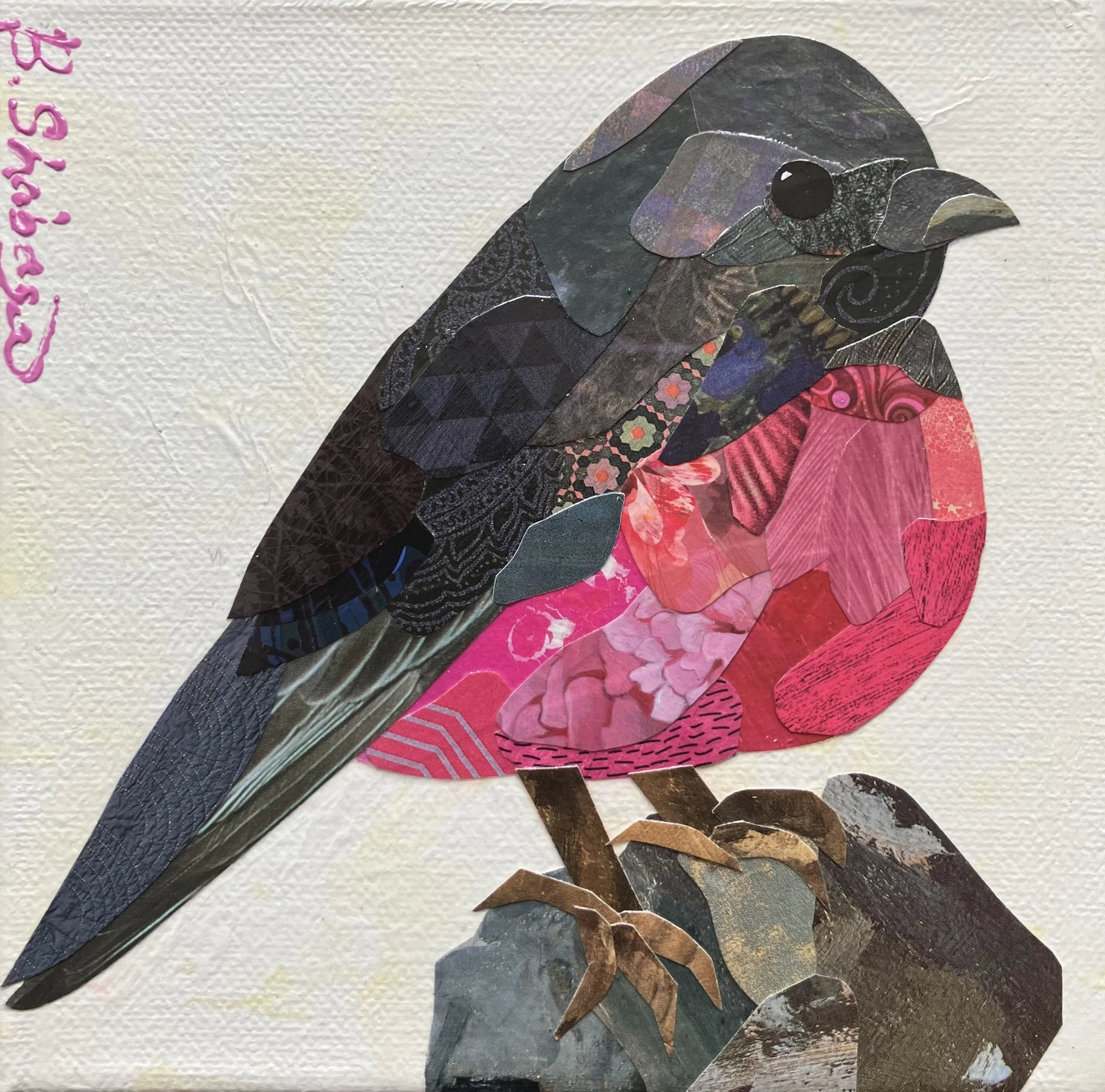 Austrailian Pink Robin Brandi Shabaga.jpeg
