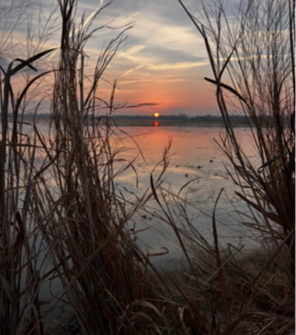 Sunset over a lake with tall grass in the foreground.