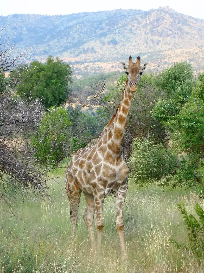 © Gail M Clement, Giraffe, 2009 Hlunluwe-Umfolozi Game Reserve, South Africa