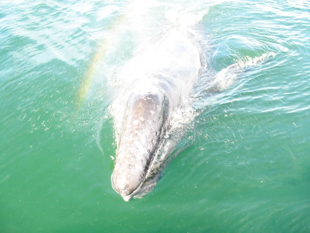 © Gail M Clement, Baby Gray Whale, Pacific Ocean, 2009 Baja Mexico