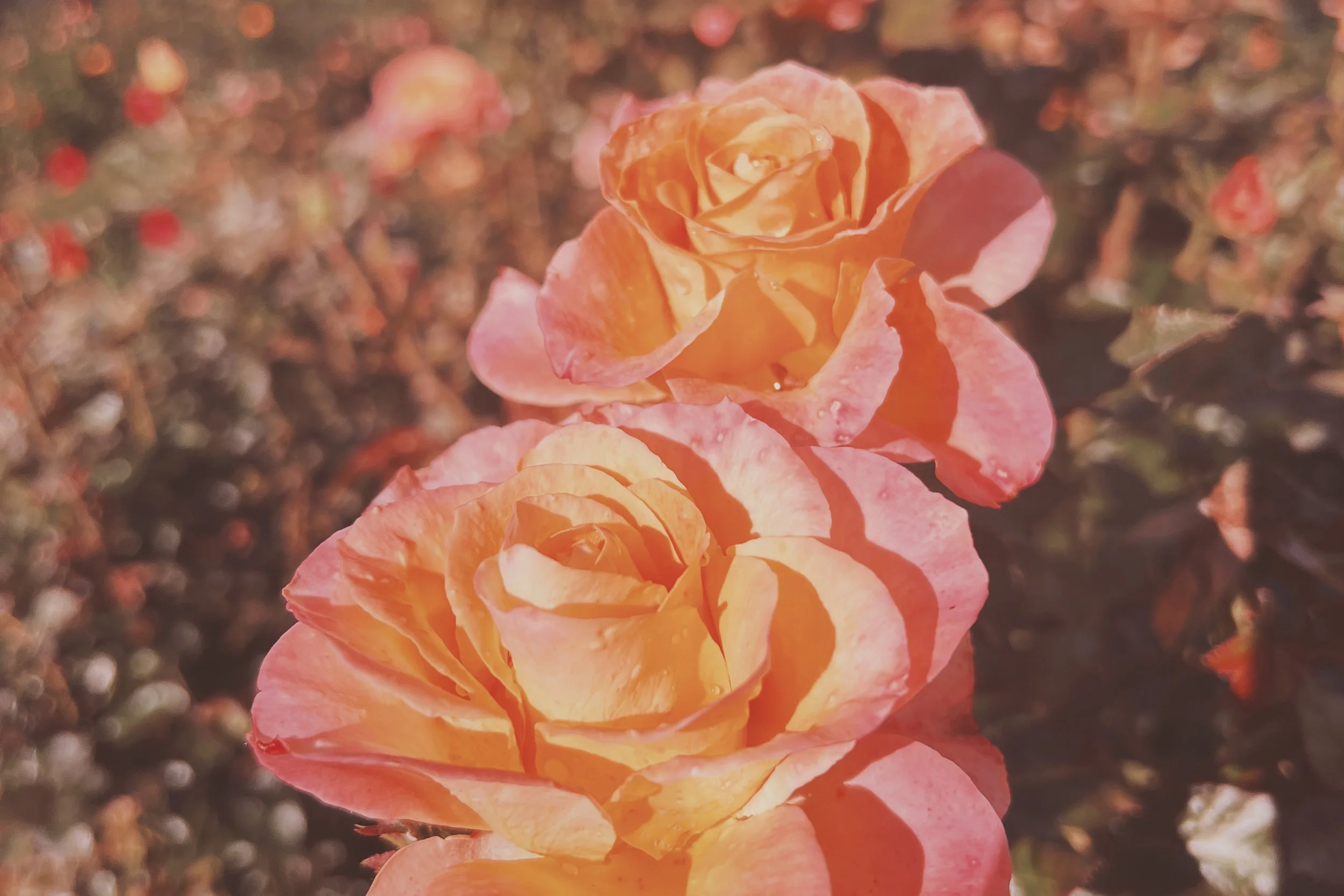 Transformative Healing Sessions x 3