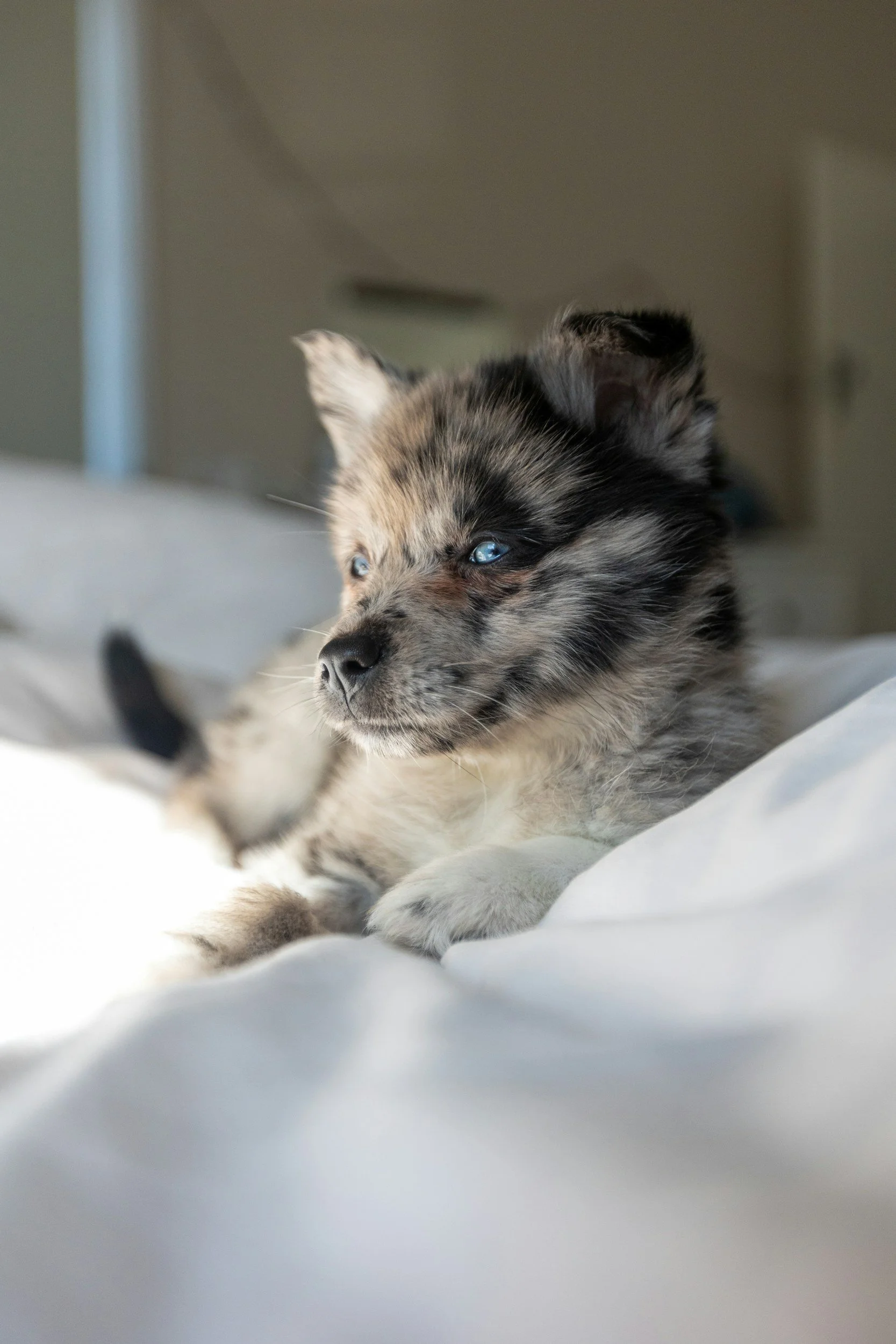 training-with-puppies