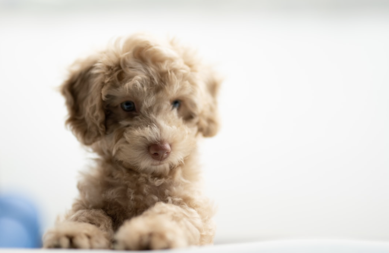 Puppy Potty Training Charlotte nc and Training Tips for Dog Potty Training