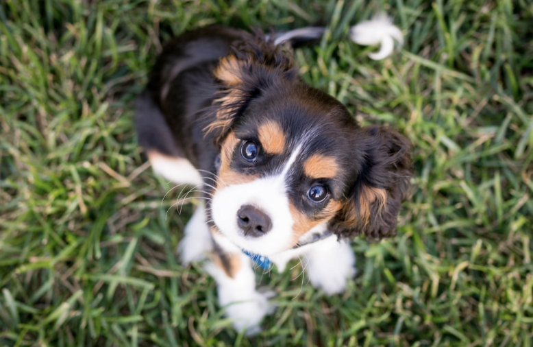 Puppy Training: Puppy Socialization and Manners Training