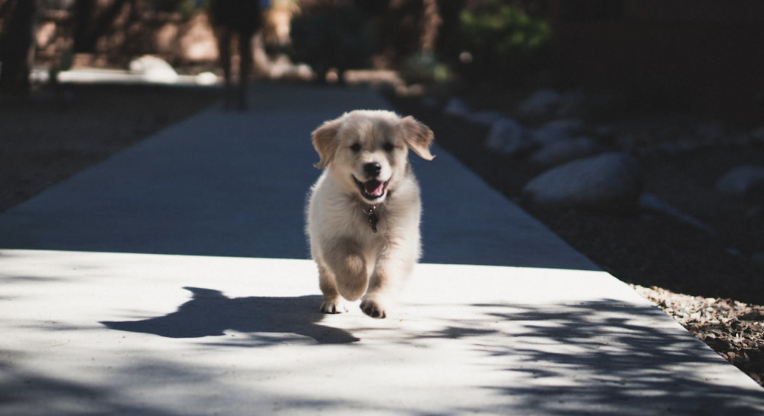 Navigating Your New Puppy’s First 24 Hours