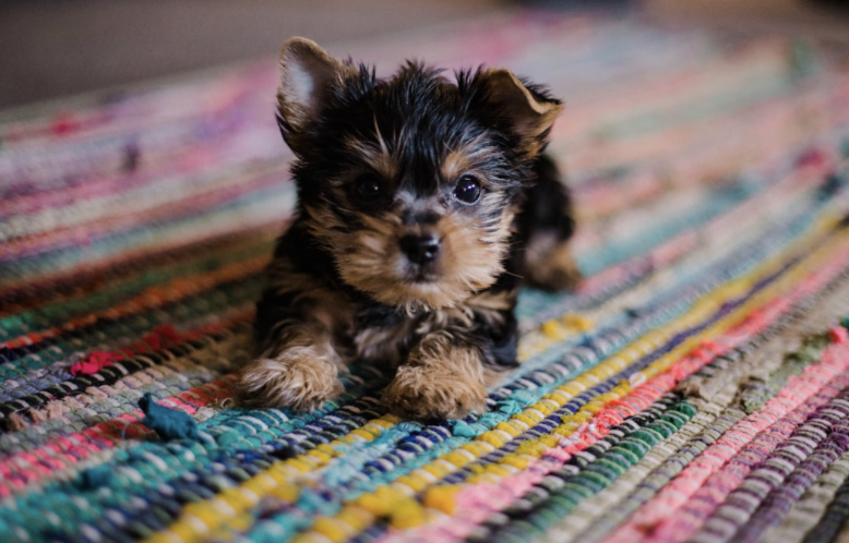 Puppy Training: Realistic Timeframes for Basic to Advanced Commands