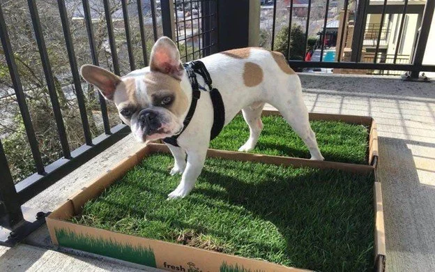 🚽 Puppy Potty Training Camp in Charlotte, NC