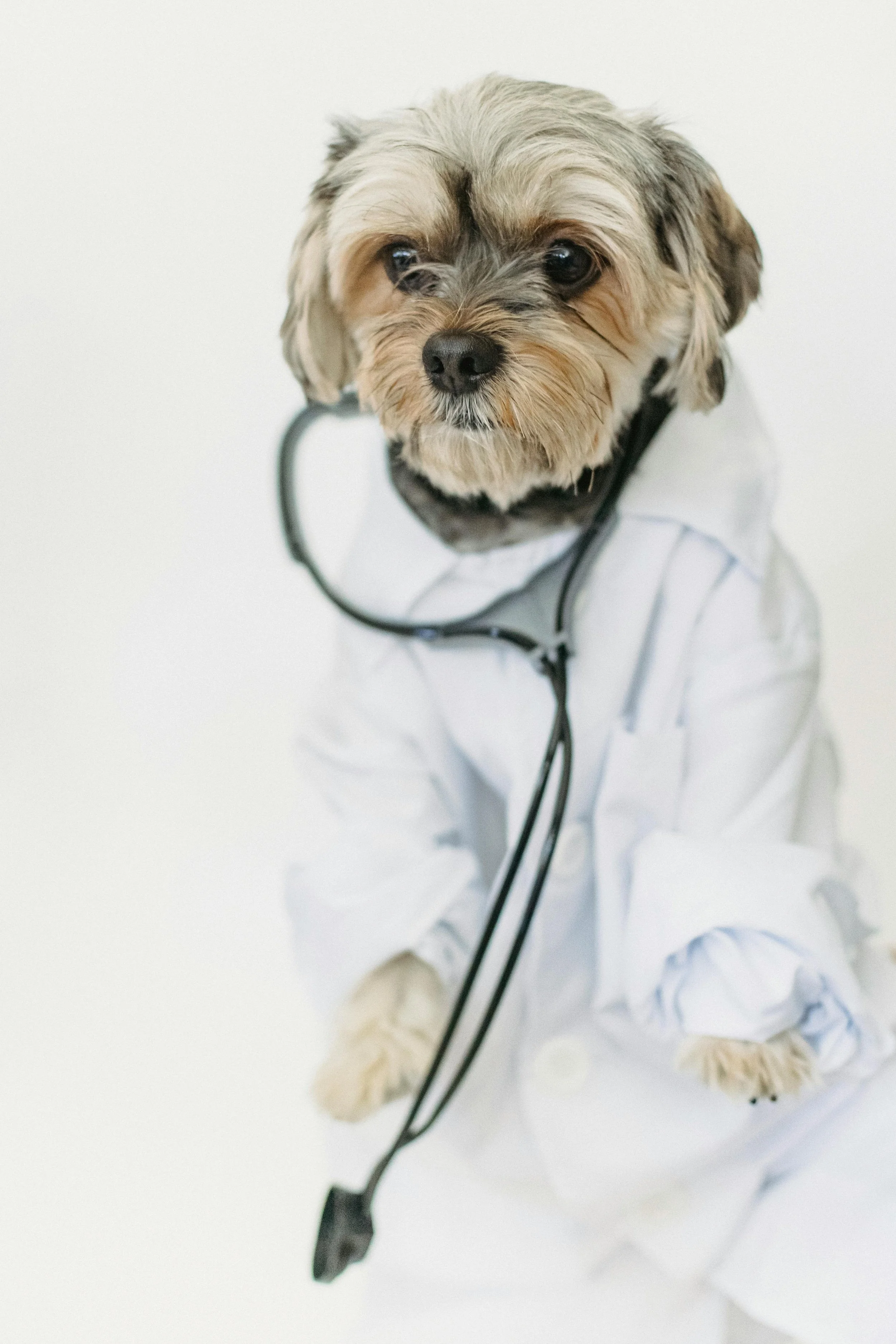 🩺 How to Teach Your Dog to Cooperate at the Vet (No Stress, No Struggle)
