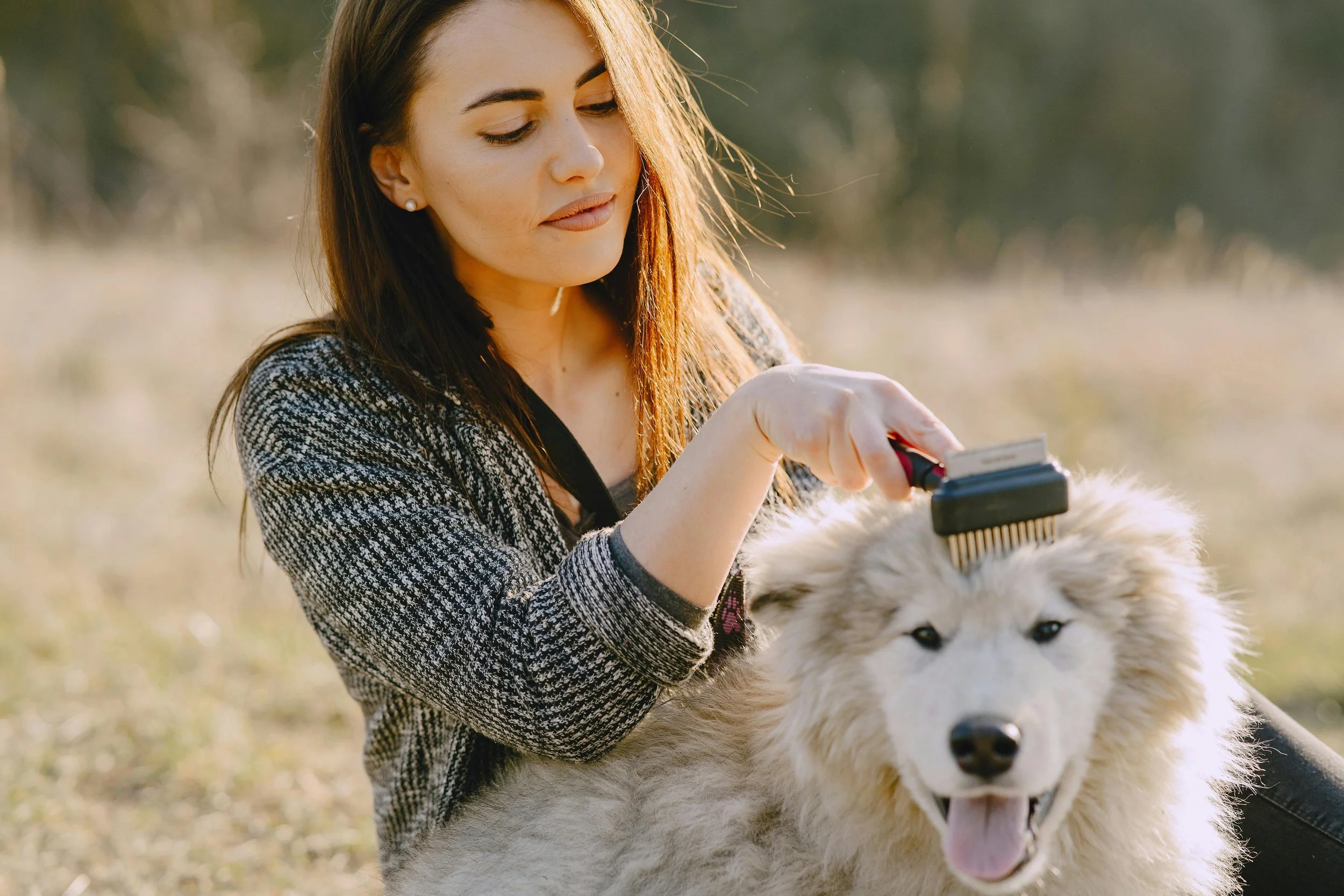 🐶 How to Get Your Dog to Tolerate Grooming: Brushing, Nail Trims, and Baths
