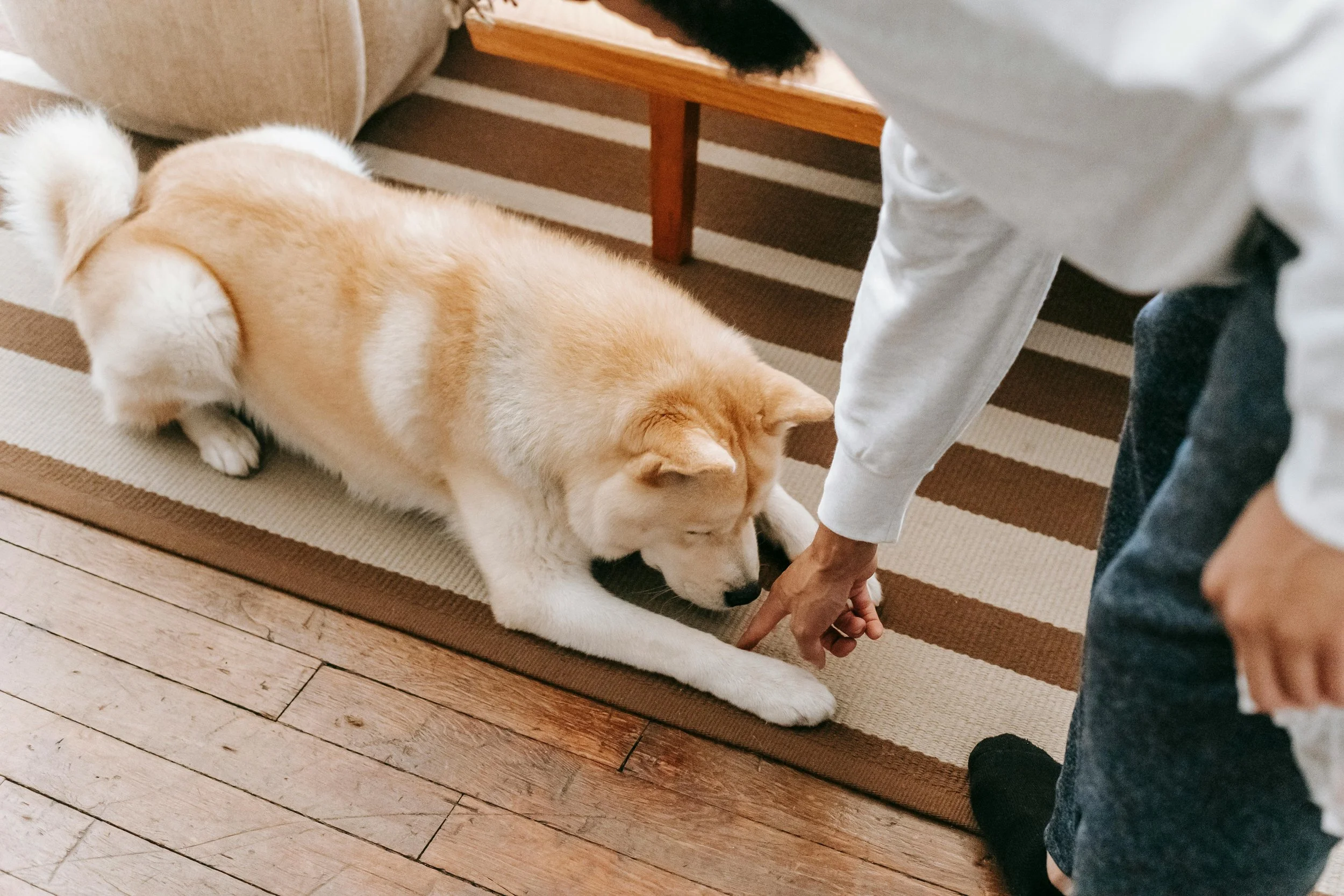 best in home dog training charlotte nc.jpg