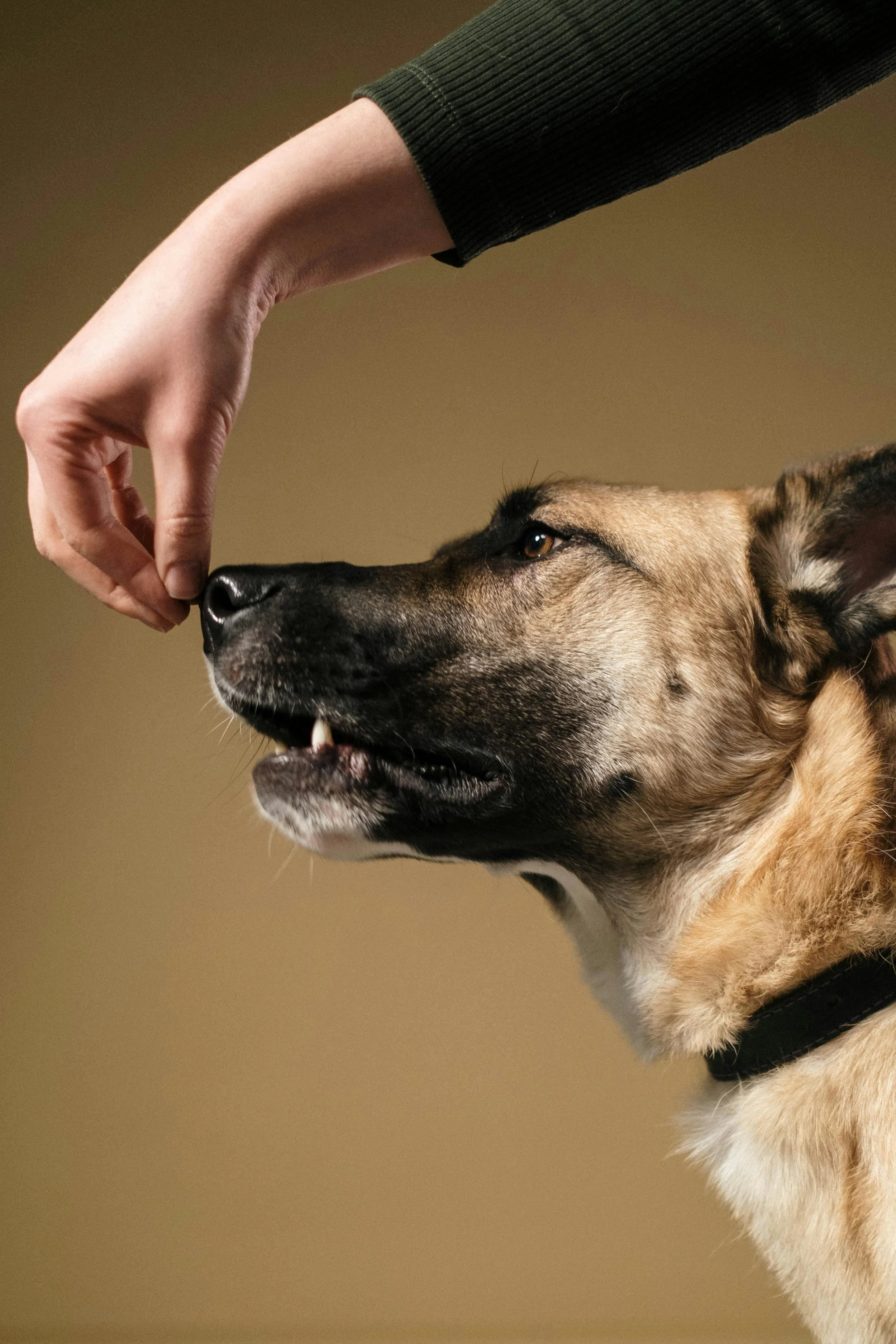 beginner aggressive dog training charlotte nc.jpg