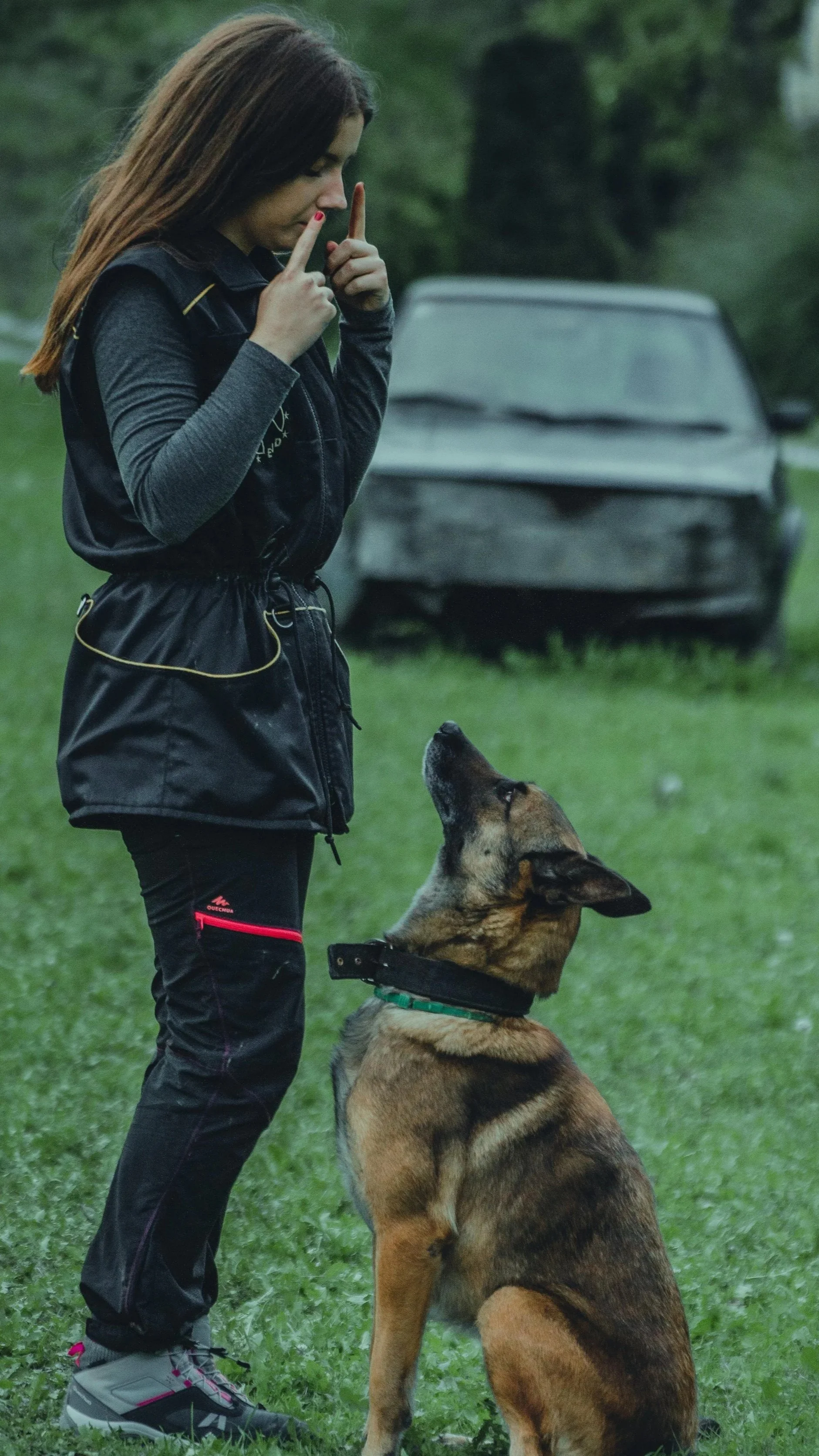 next level dog training charlotte nc